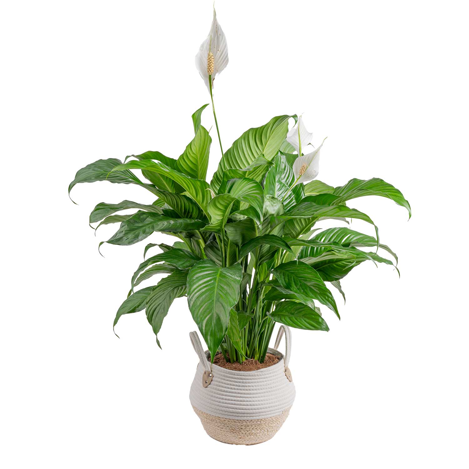 Costa Farms L-SPA-P-BKR-01-LW White Peace Lily, Sweet Pablo House plant in 10 Inch(es) Pot 1.0 -Pack