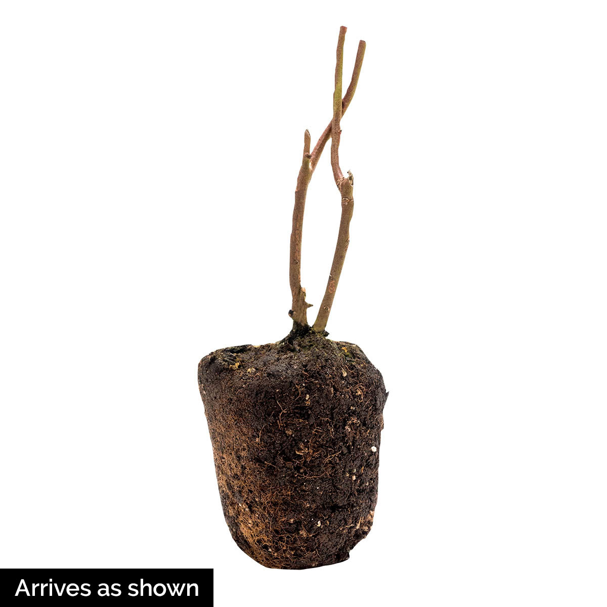 Gurney's Seed and Nursery 87624 Fruit-Plants - View #4