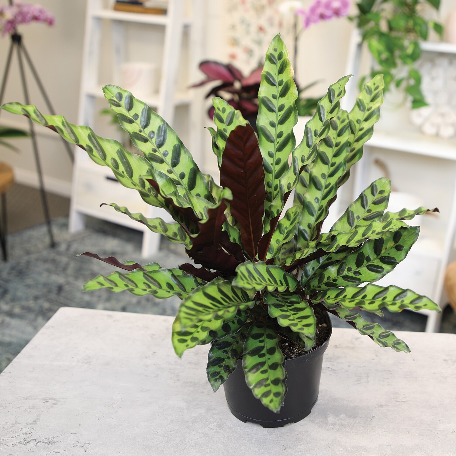 Altman Plants 0881600 hseplants - View #7