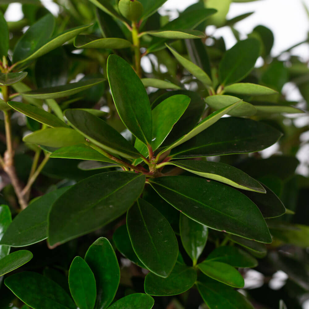 Southern Living Plant Collection 55073-1 shrubs - View #2