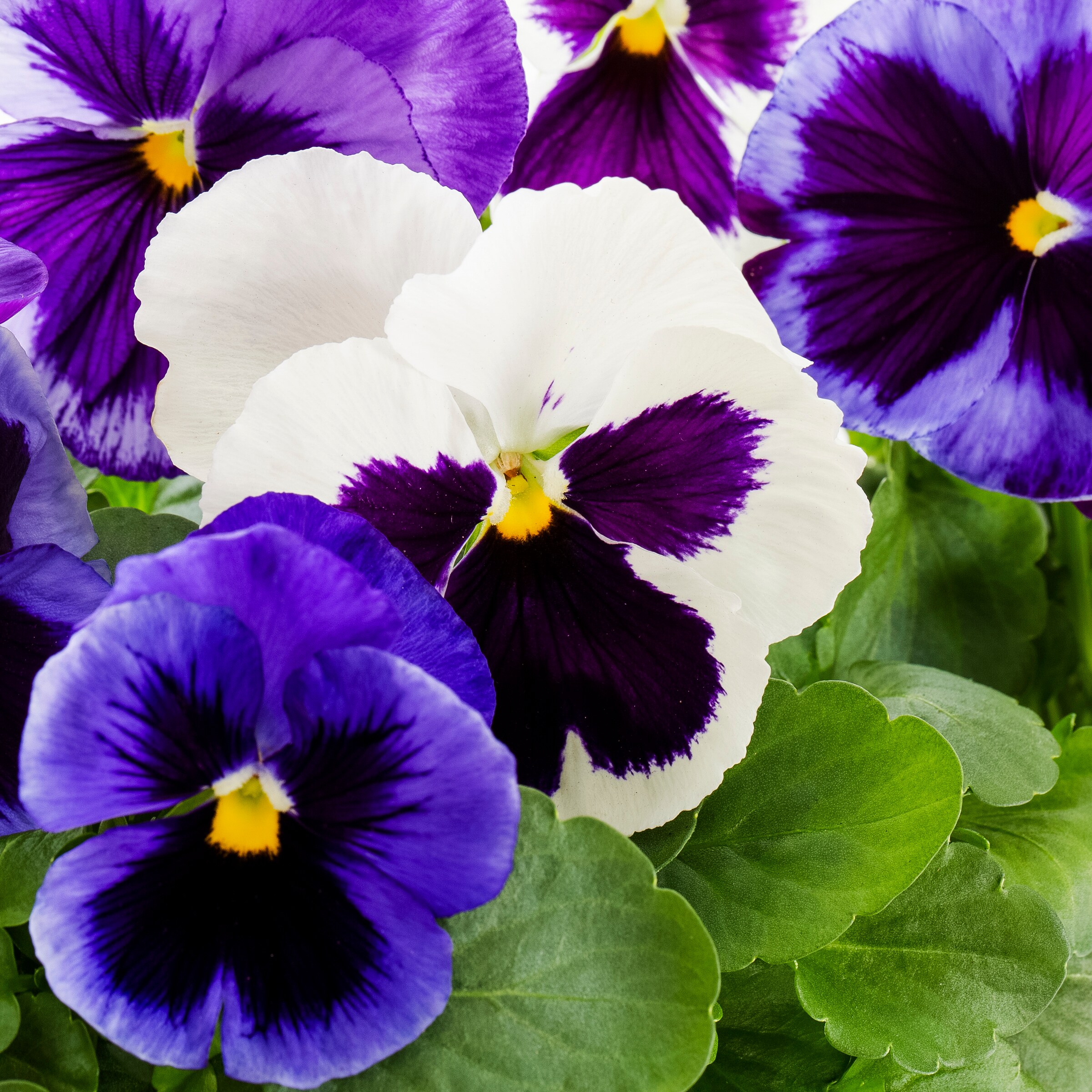 Lowe's Multicolor Pansy in 2.5-Quart Pot in the Annuals department