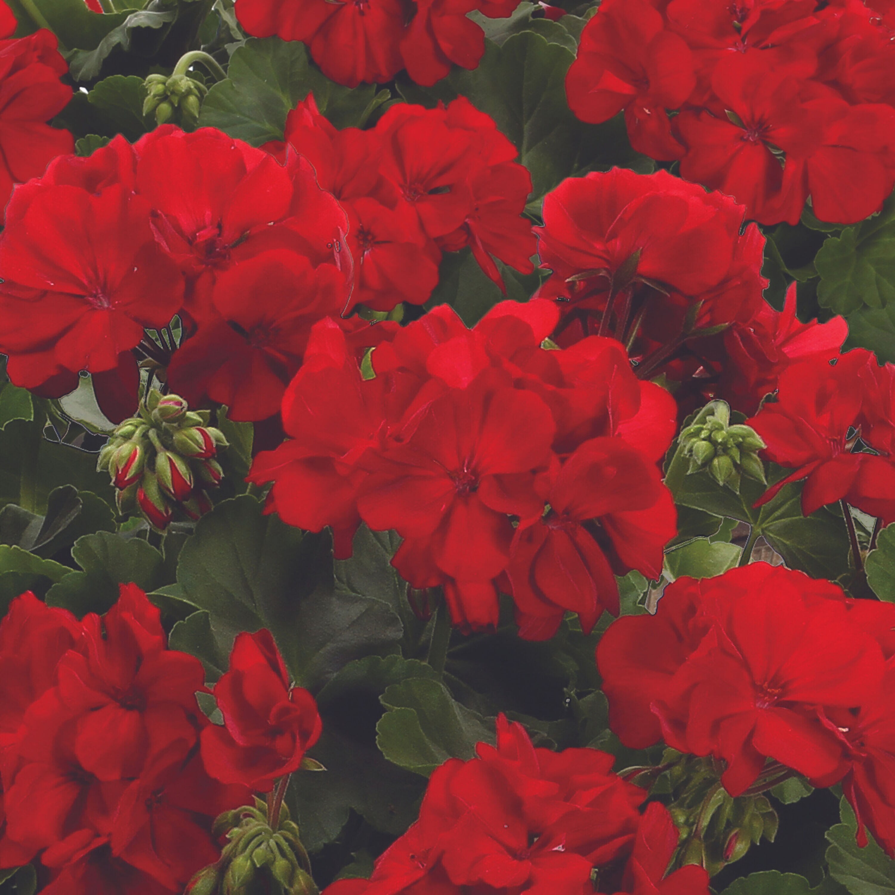 Proven Winners PELPRW1527504 Red Geranium in 4.25 Inch(es) Pot