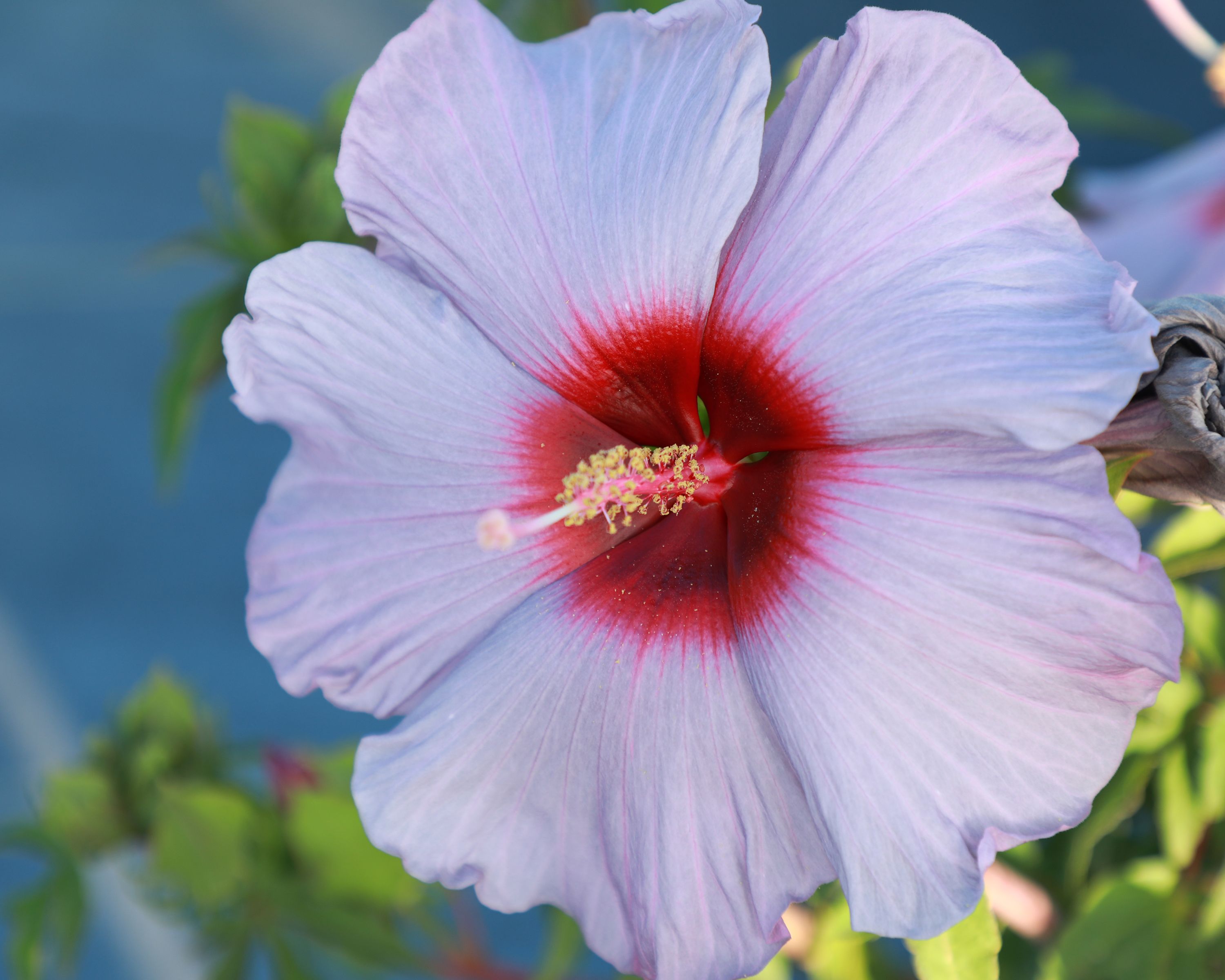  18059 Multicolor Hibiscus Flowering Shrub in 1-Gallon Pot
