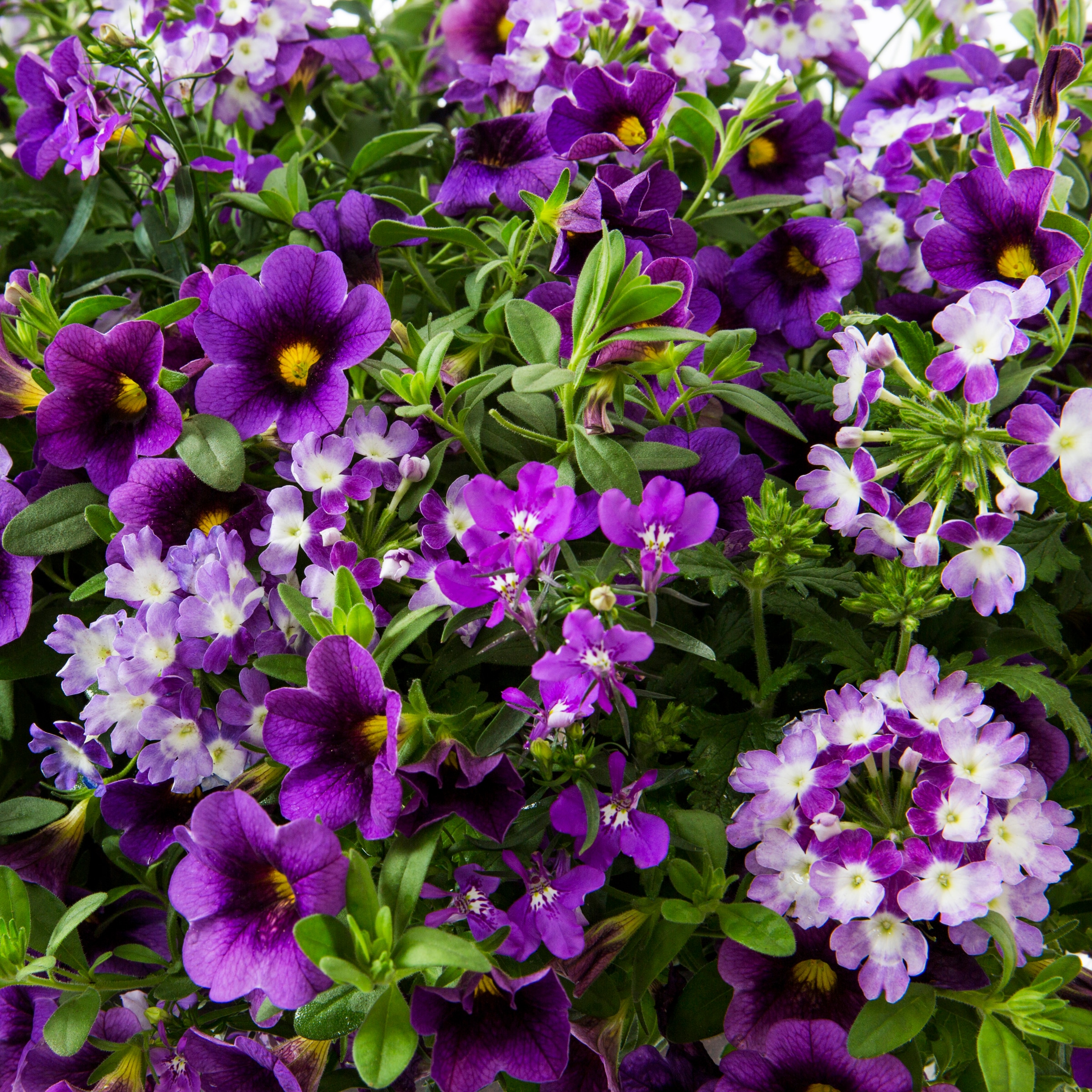 Lowe's NURSERY annuals - View #2