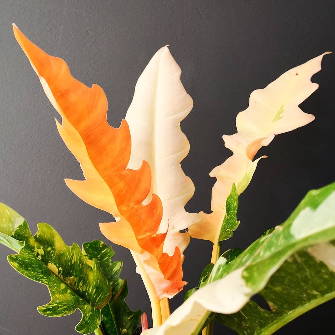 Hirt's Gardens MORNINGPHILORF4 hseplants - View #4