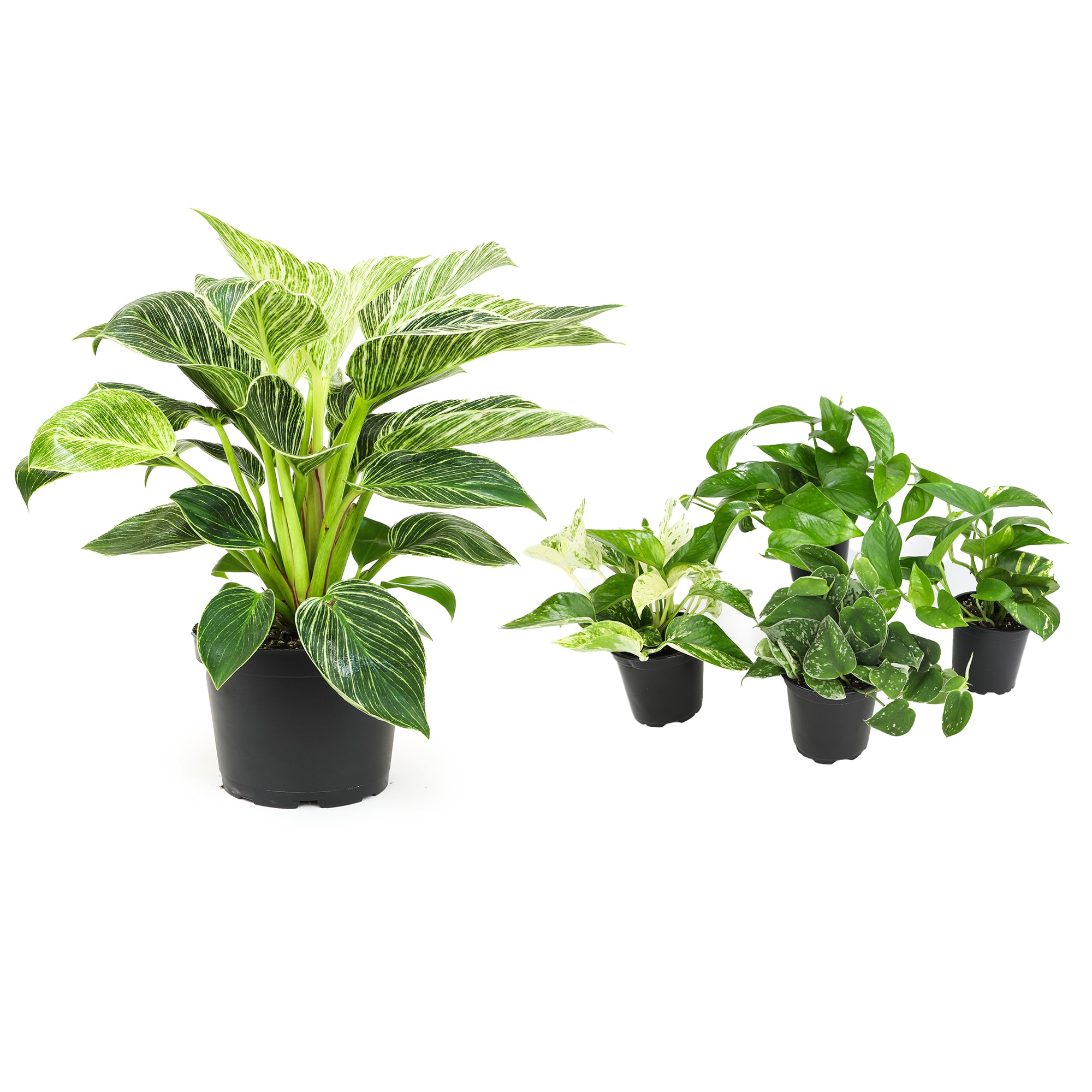 Air Purifying Plants Lowes