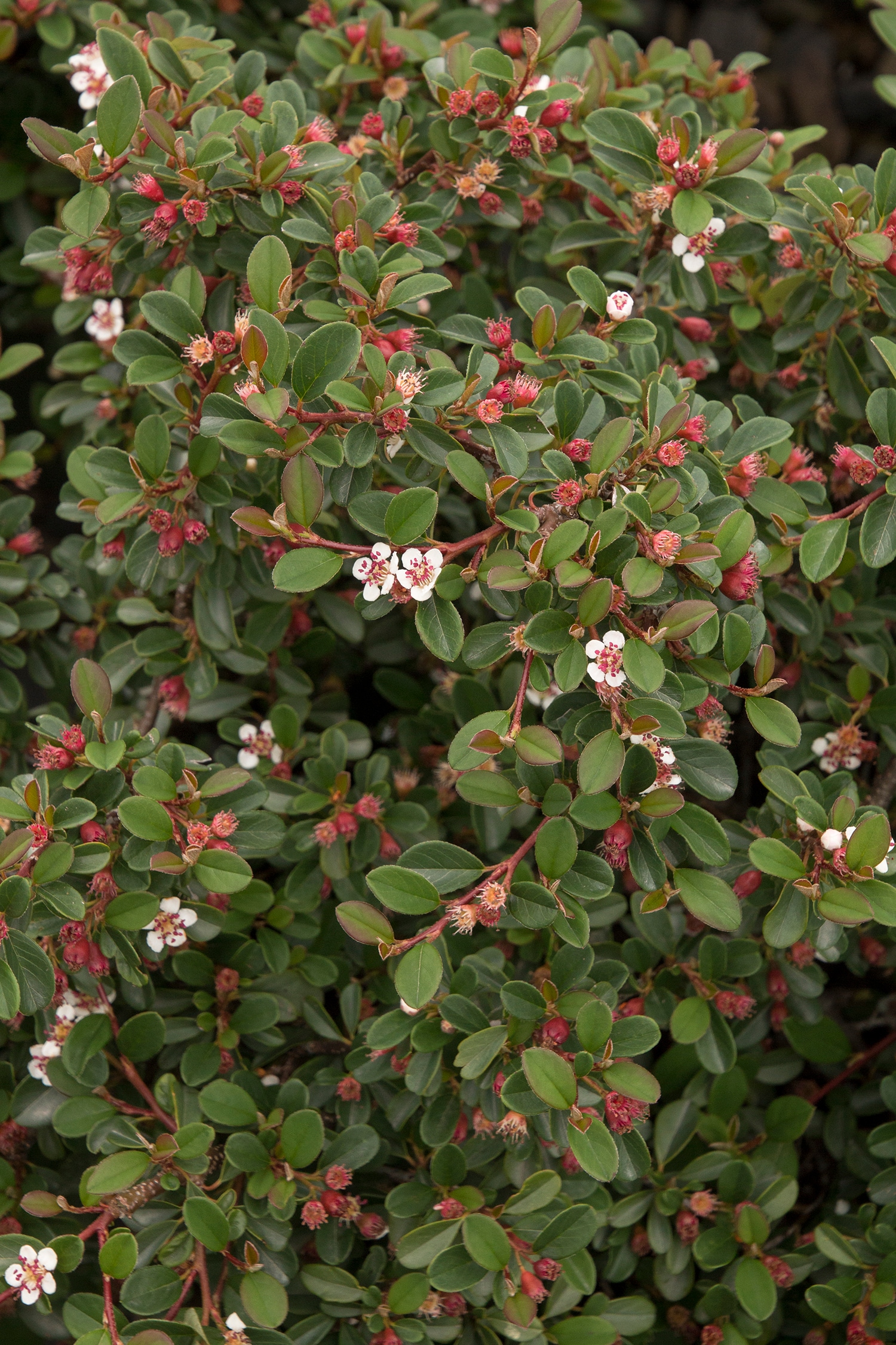 Monrovia KT10603025000100000 shrubs - View #2