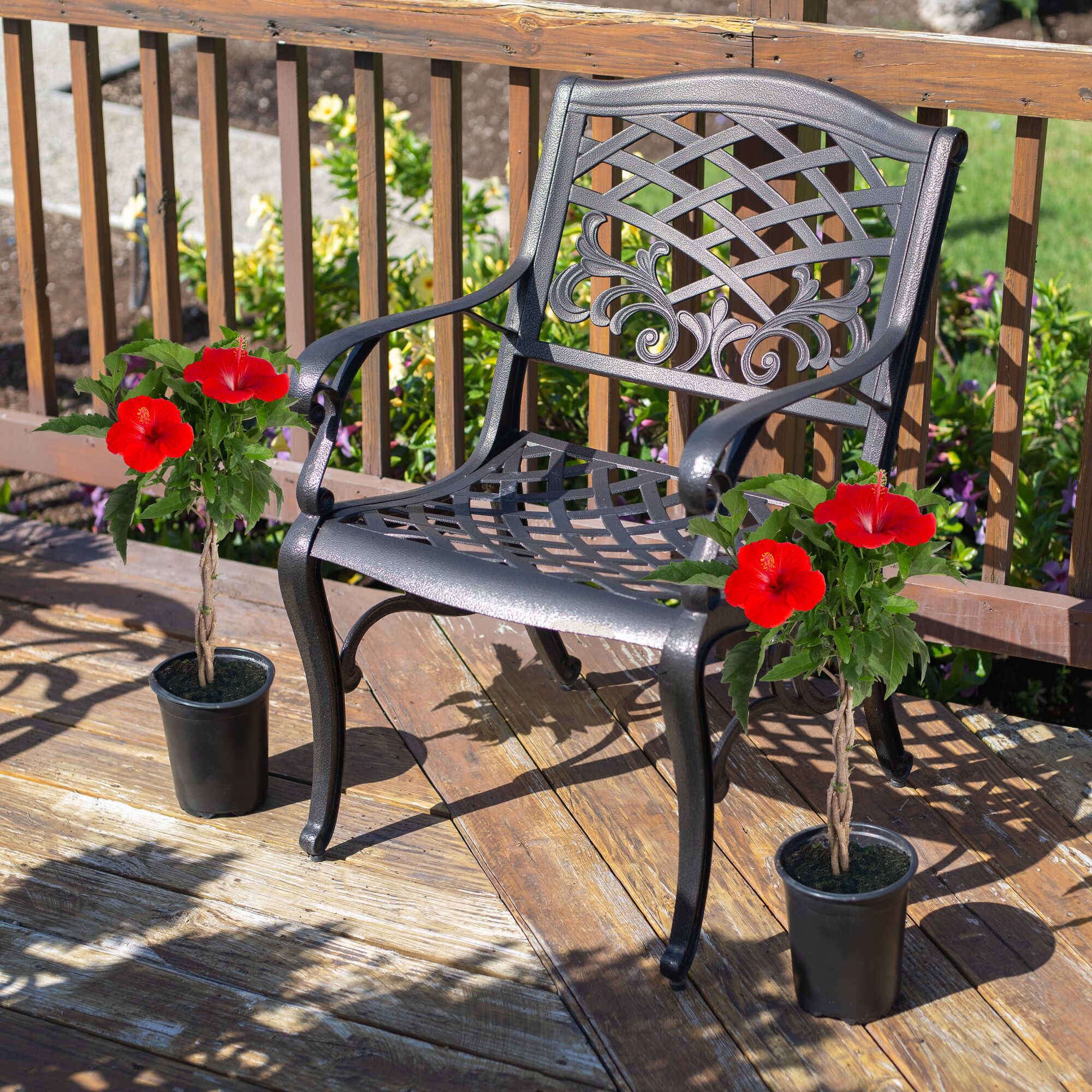 Costa Farms M-HBB-G-POT-02-LW shrubs - View #3