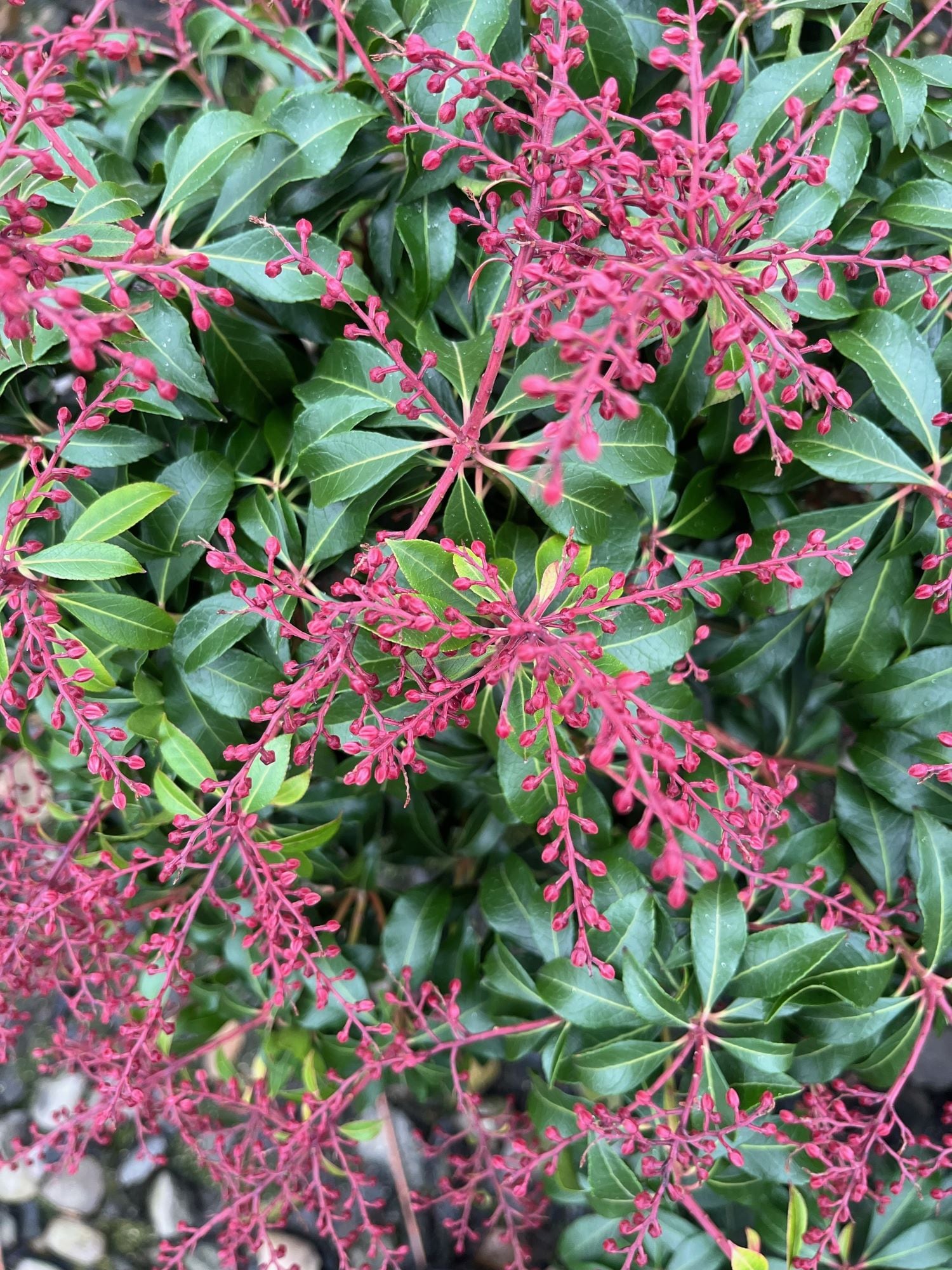  O532003 shrubs - View #2