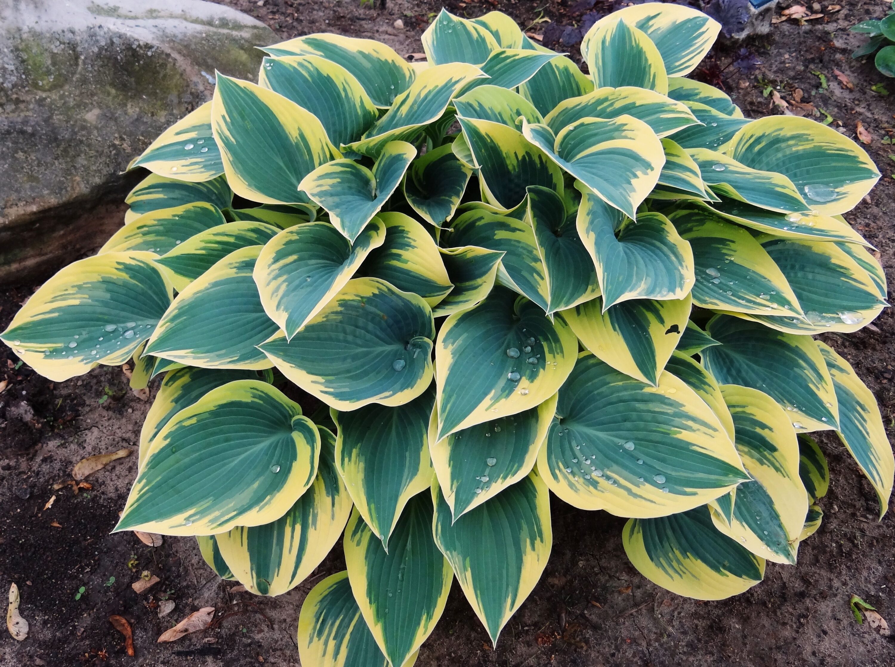  1419 perennials - View #4
