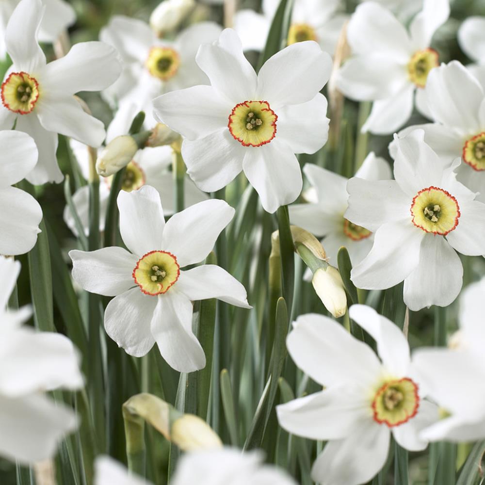 Van Zyverden 87031 Multicolor Daffodils Pheasant's Eye Bulbs 12 Count