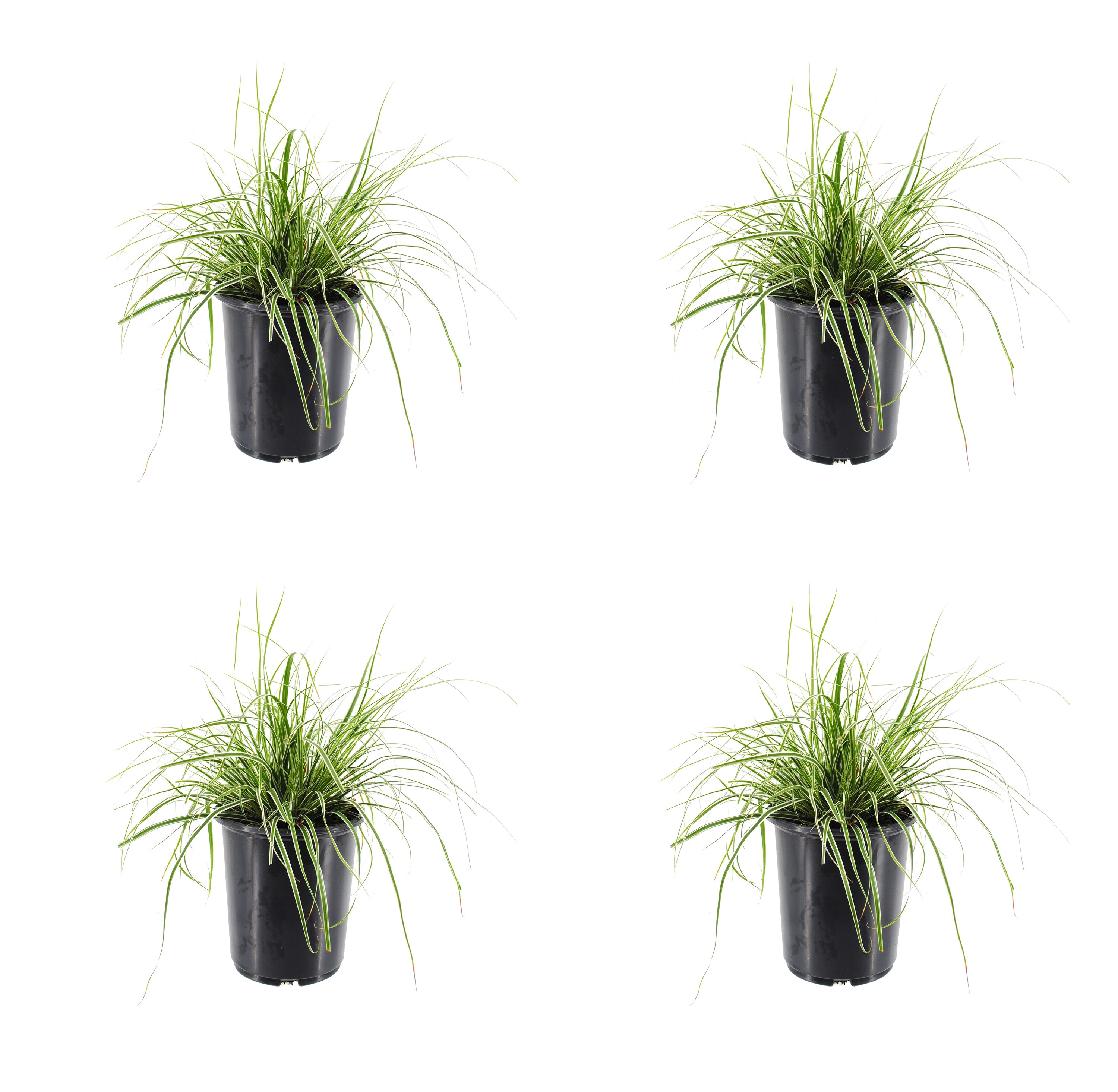  1452 Carex Grass Plant in -Quart Pot 4.0 -Pack