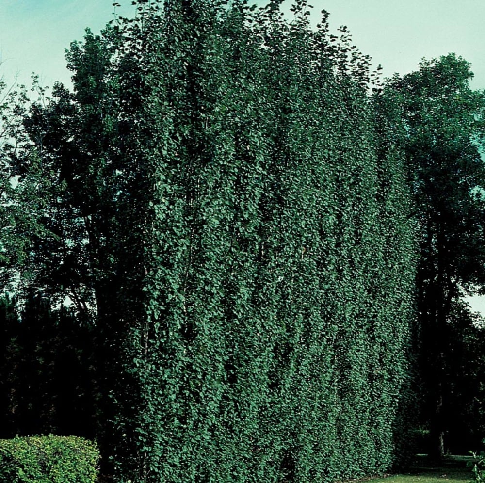  NURSERY 7.28 -Gallon Feature Swedish Aspen In pot (with soil)