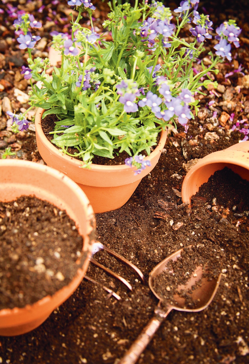 8 Standard Terra Cotta Clay Pot – Corso's Flower & Garden Center