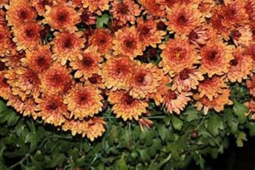 Lowe's NURSERY Multicolor Garden mum, garden chrysanthemum in 1.15 Gallon(s) Pot 1 -Pack