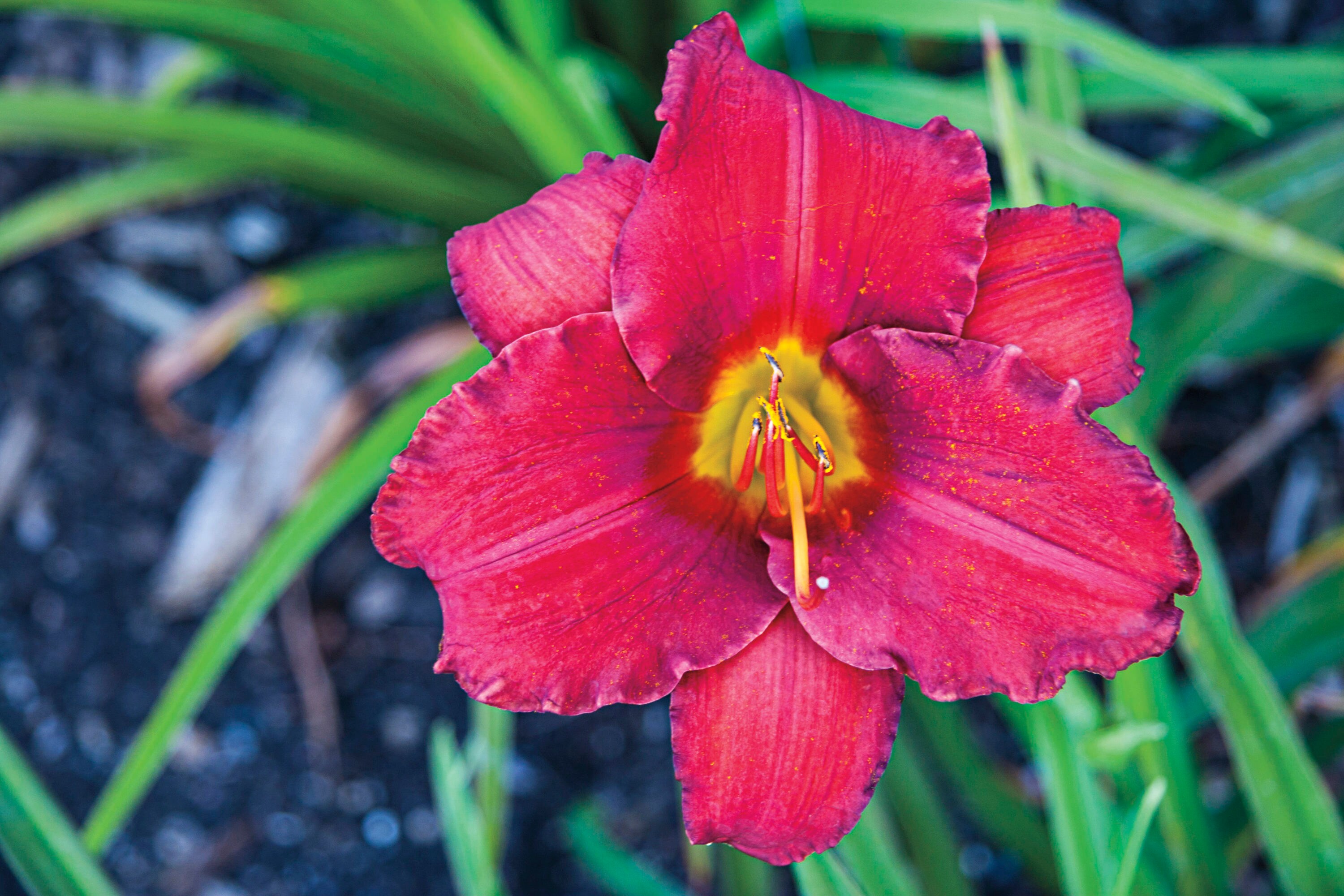 Spring Hill Nurseries 88483 Red Plant in 5-Pack Bareroot 5-Pack