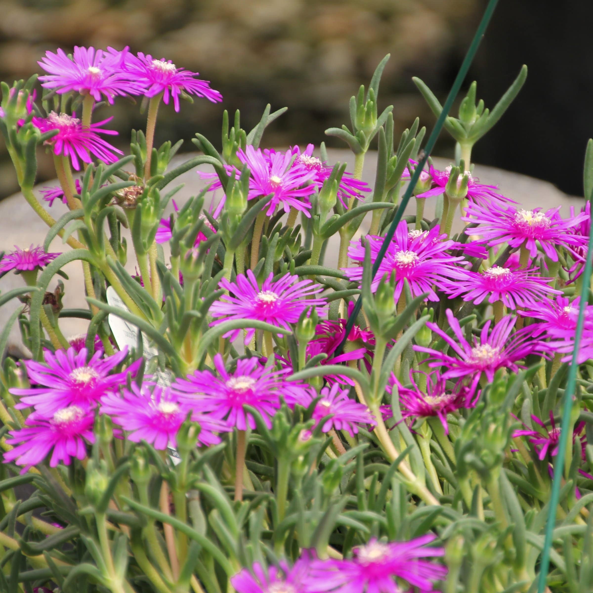 National Plant Network LW2202 perennials - View #7