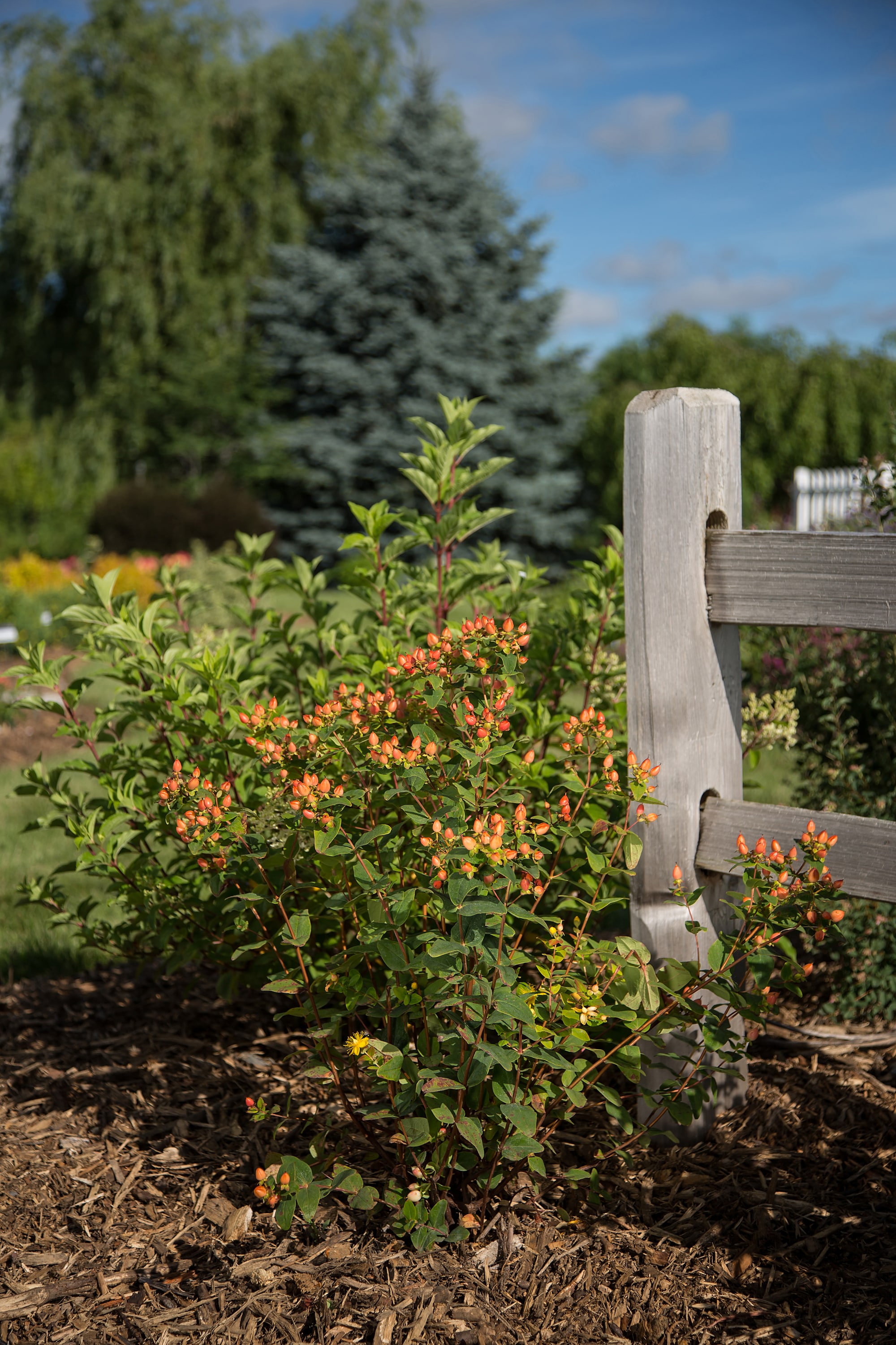 Lowe's NURSERY shrubs - View #2