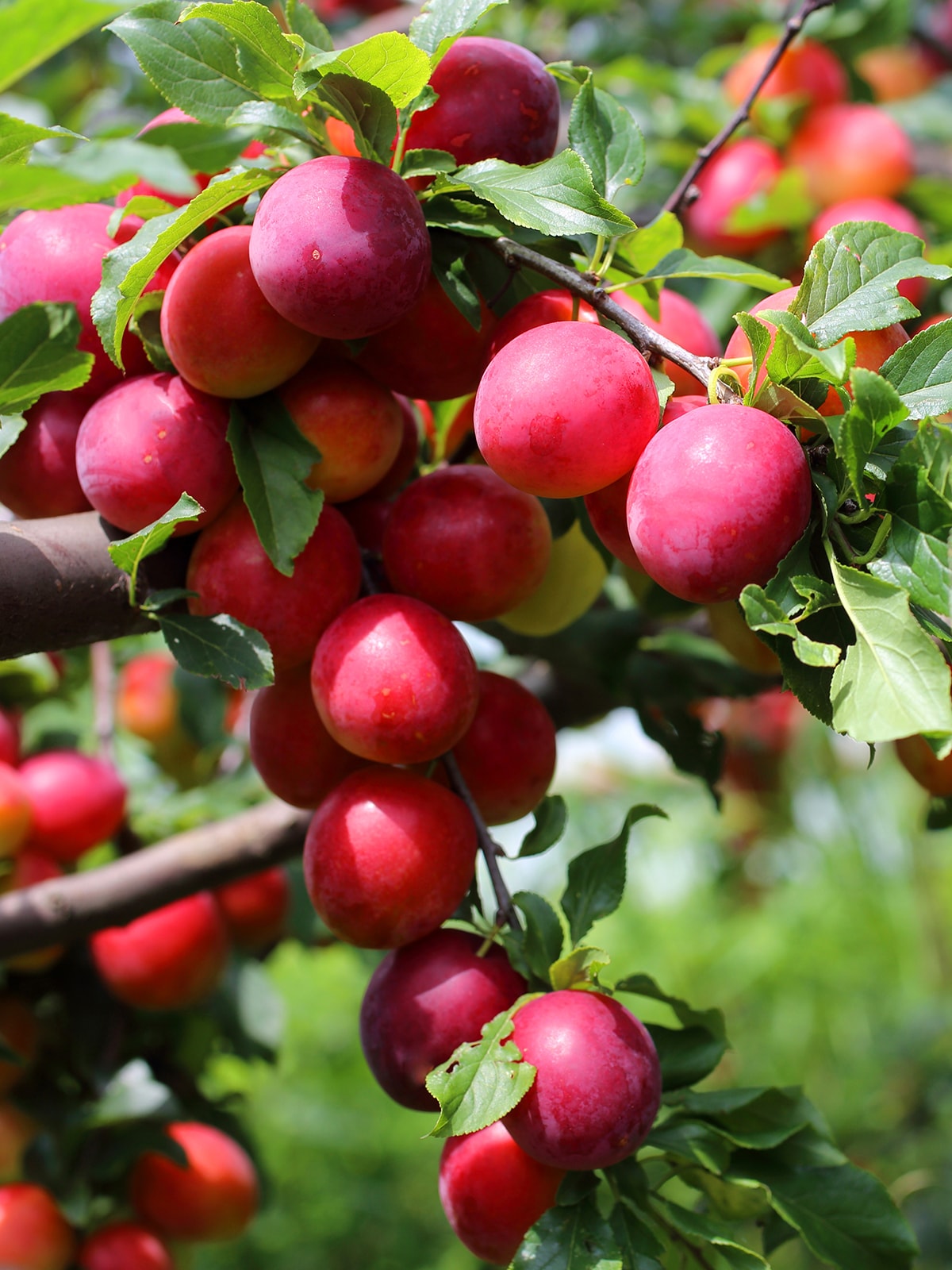 Southern Planters PLUALL07G 1 Count White Fruit All Red Plum In pot (with soil)