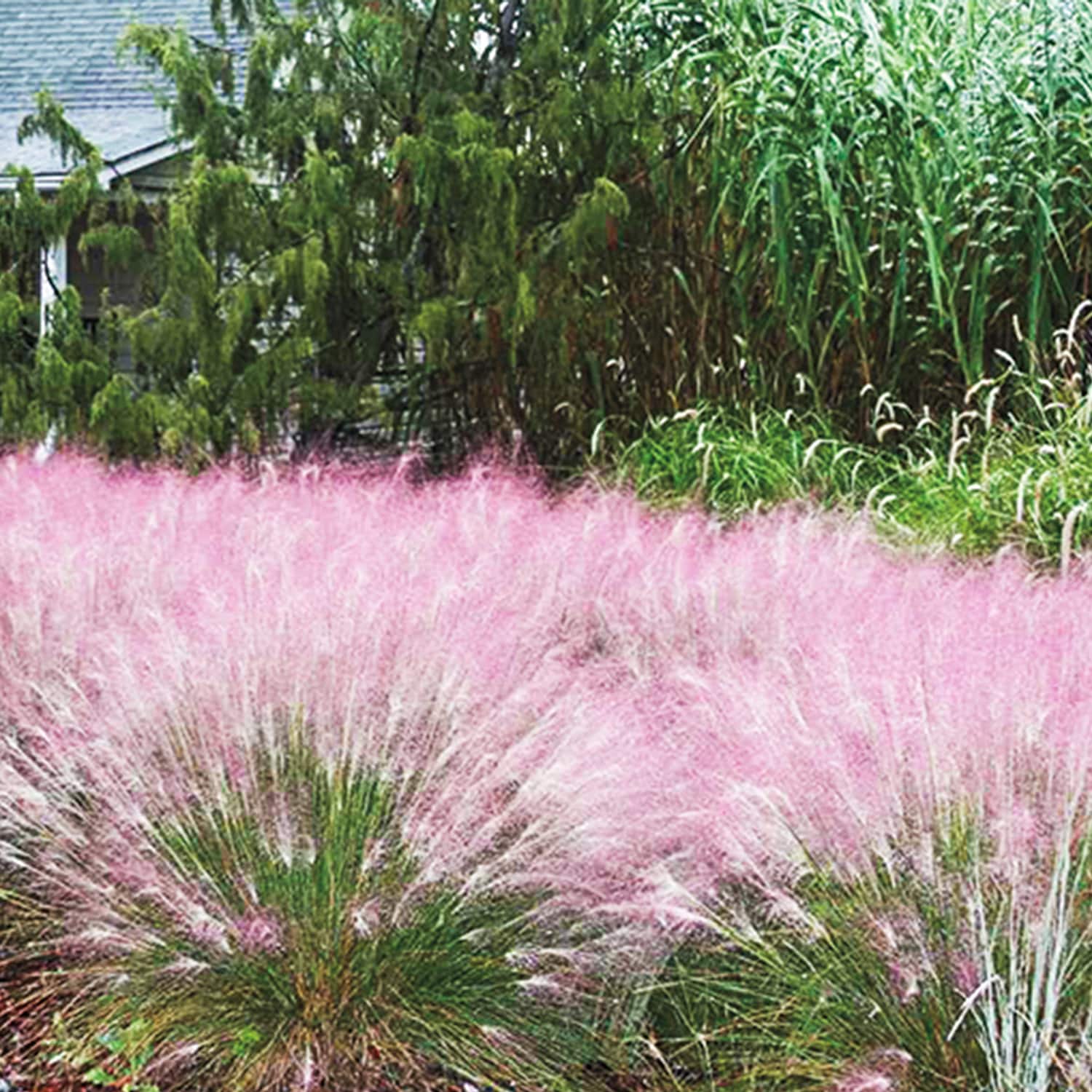 Spring Hill Nurseries 92451 Ornamental-Grasses - View #3