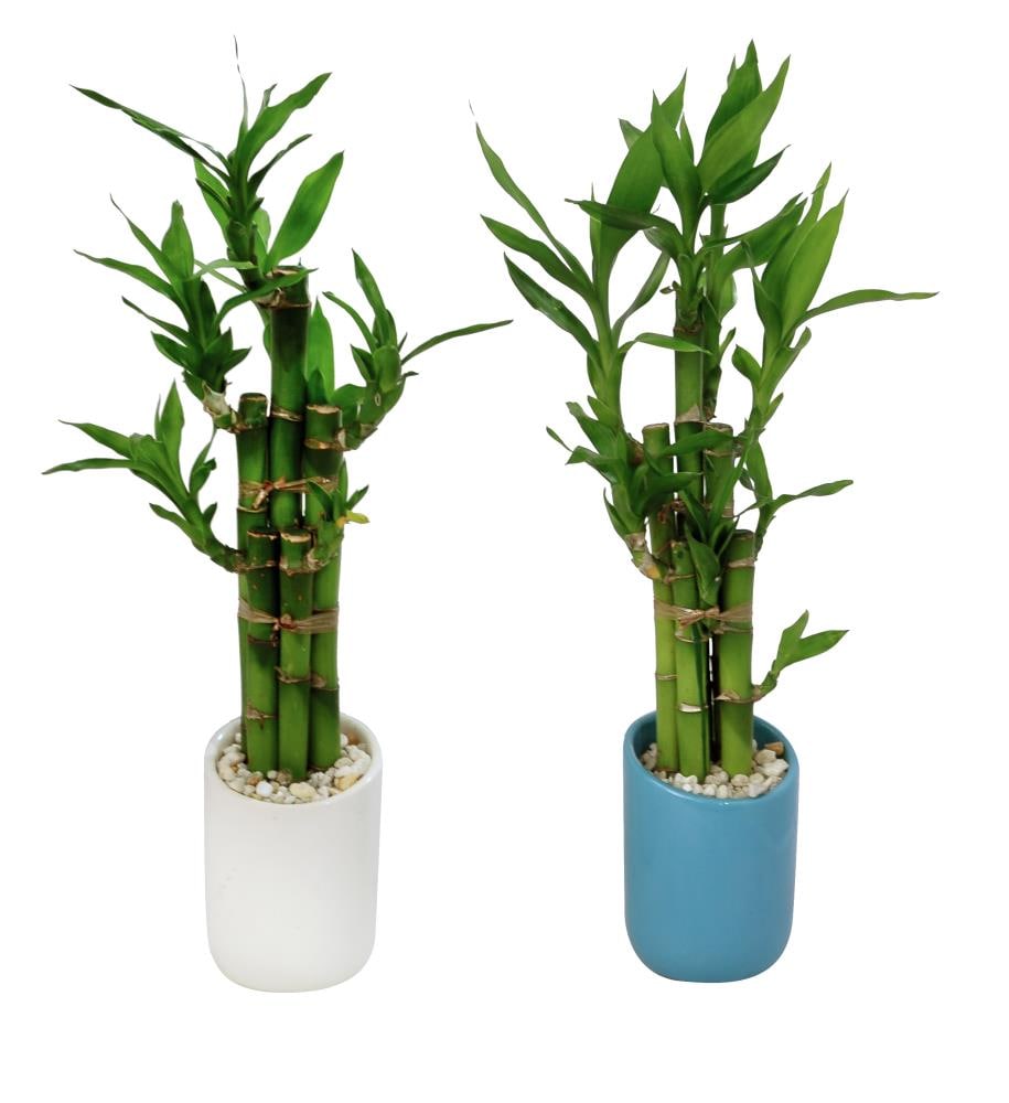 LQQK  1 LIVE WE HAVE GREAT PRICES! BUY NOW BAMBOO PLANT 