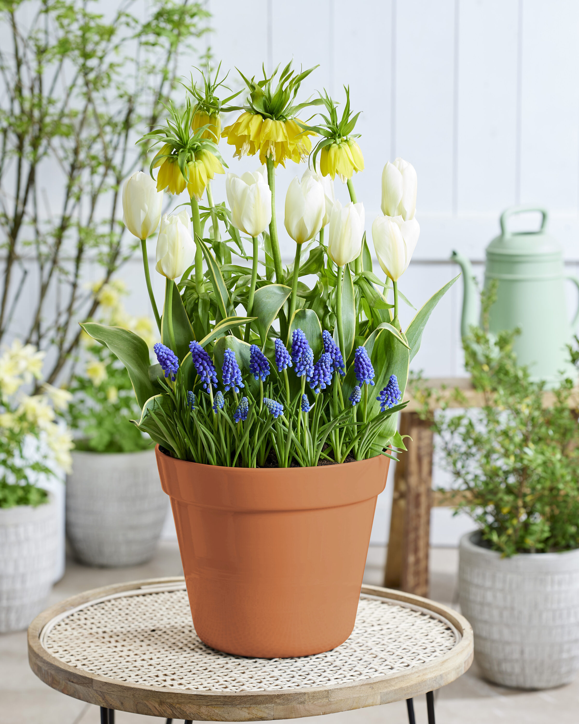 Van Zyverden 87321 Multicolor Concertos Spring Blooming Patio Planter Kit Bulbs 40 Count