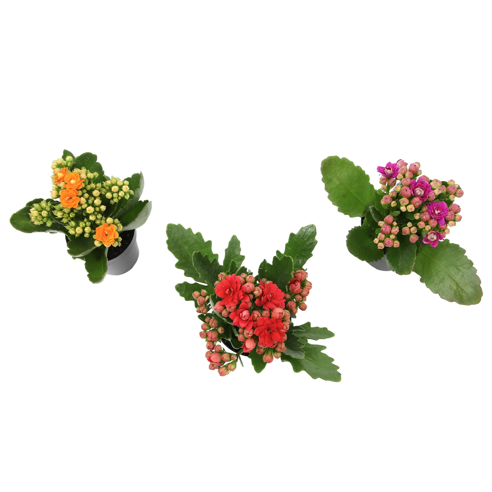 Altman Plants 0872856 Cacti-Succulents - View #8