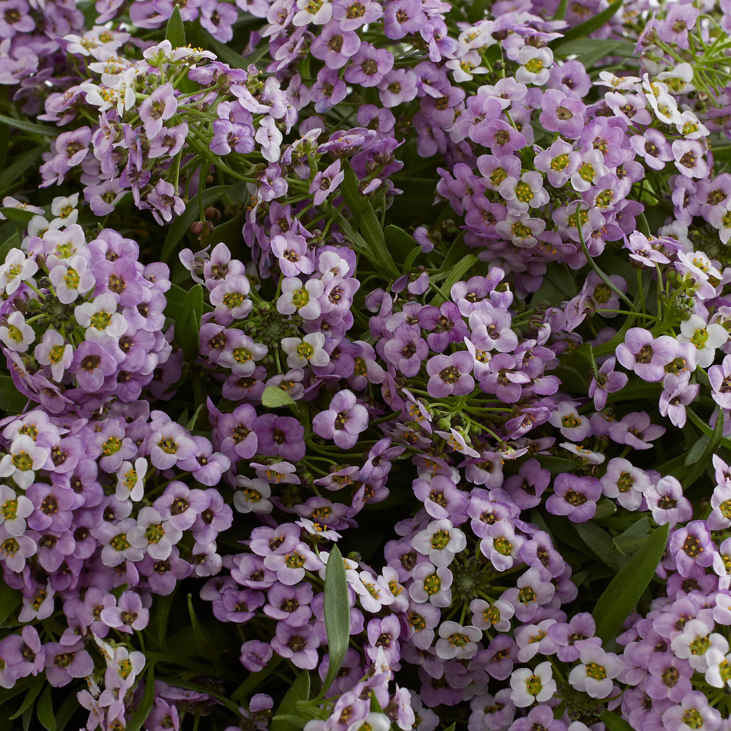 Monrovia NURSERY annuals - View #2