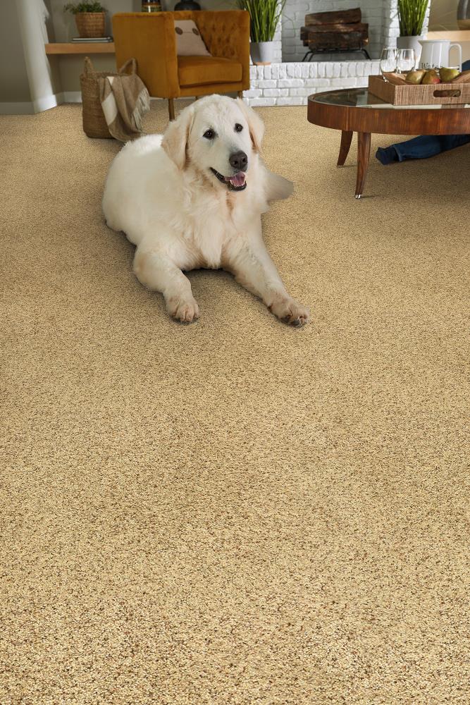 STAINMASTER DL022-114S Carpet-Samples - View #2