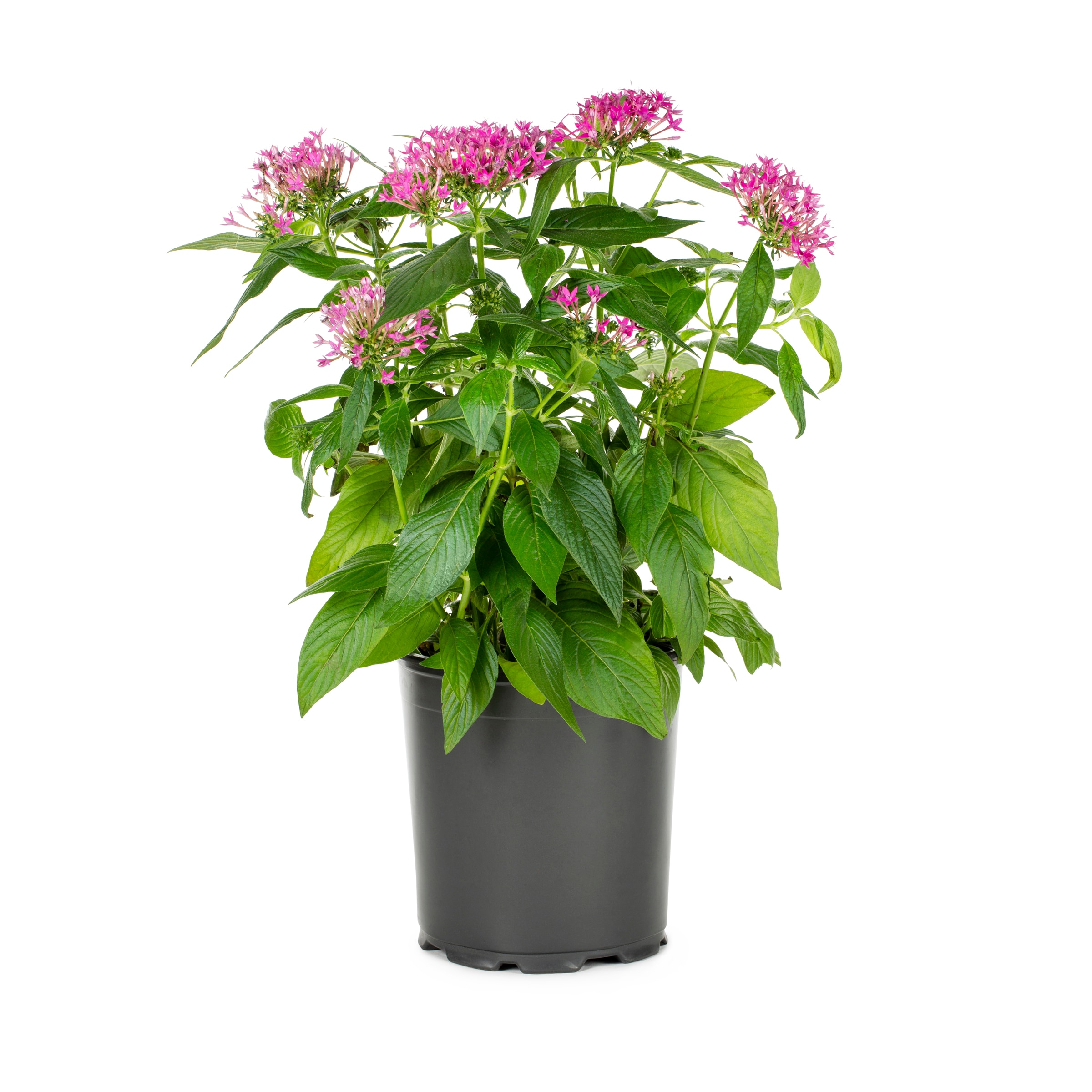 Lowe's 738553003802 perennials - View #9