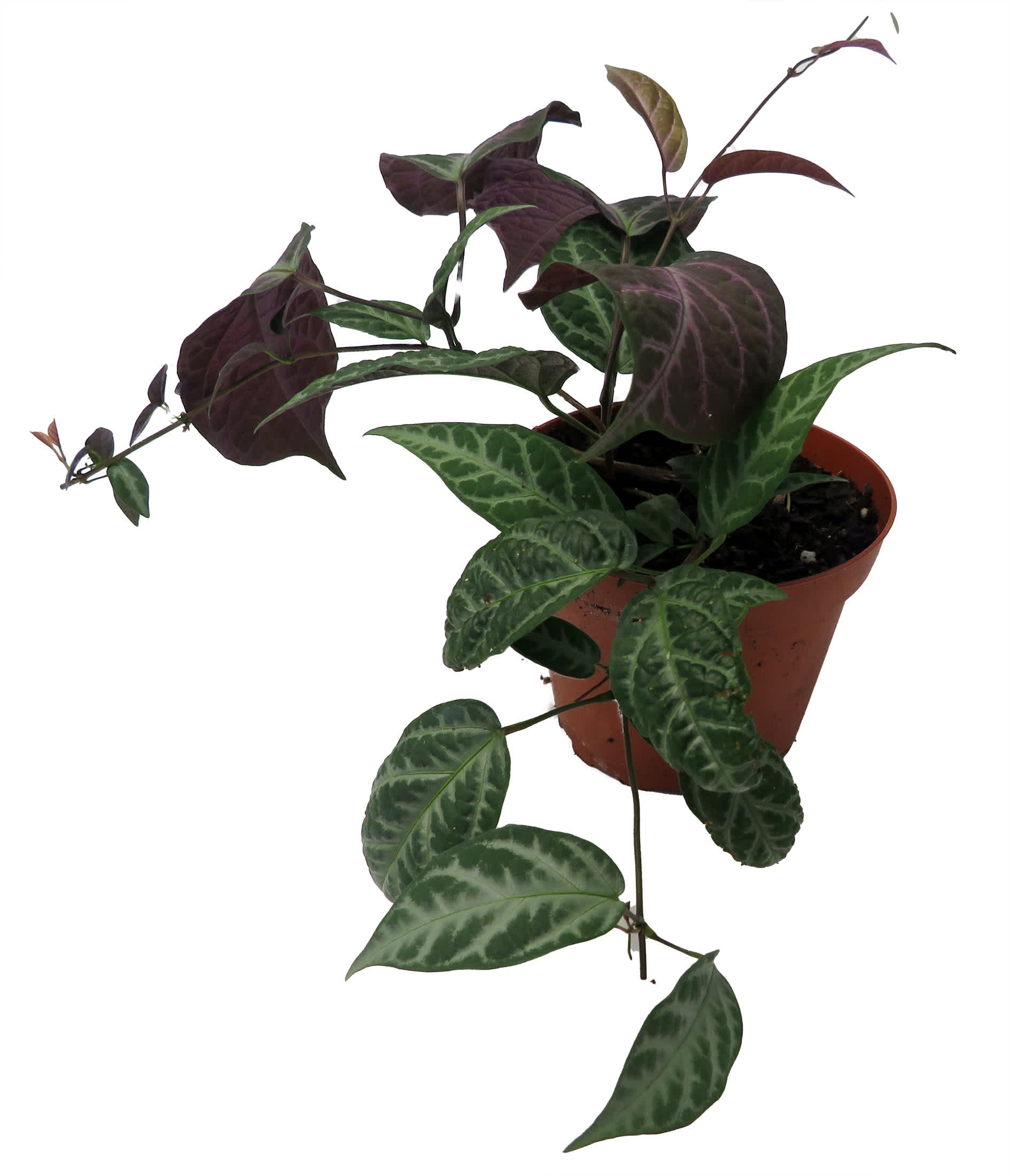 Hirt's Gardens 840344227783 hseplants - View #4