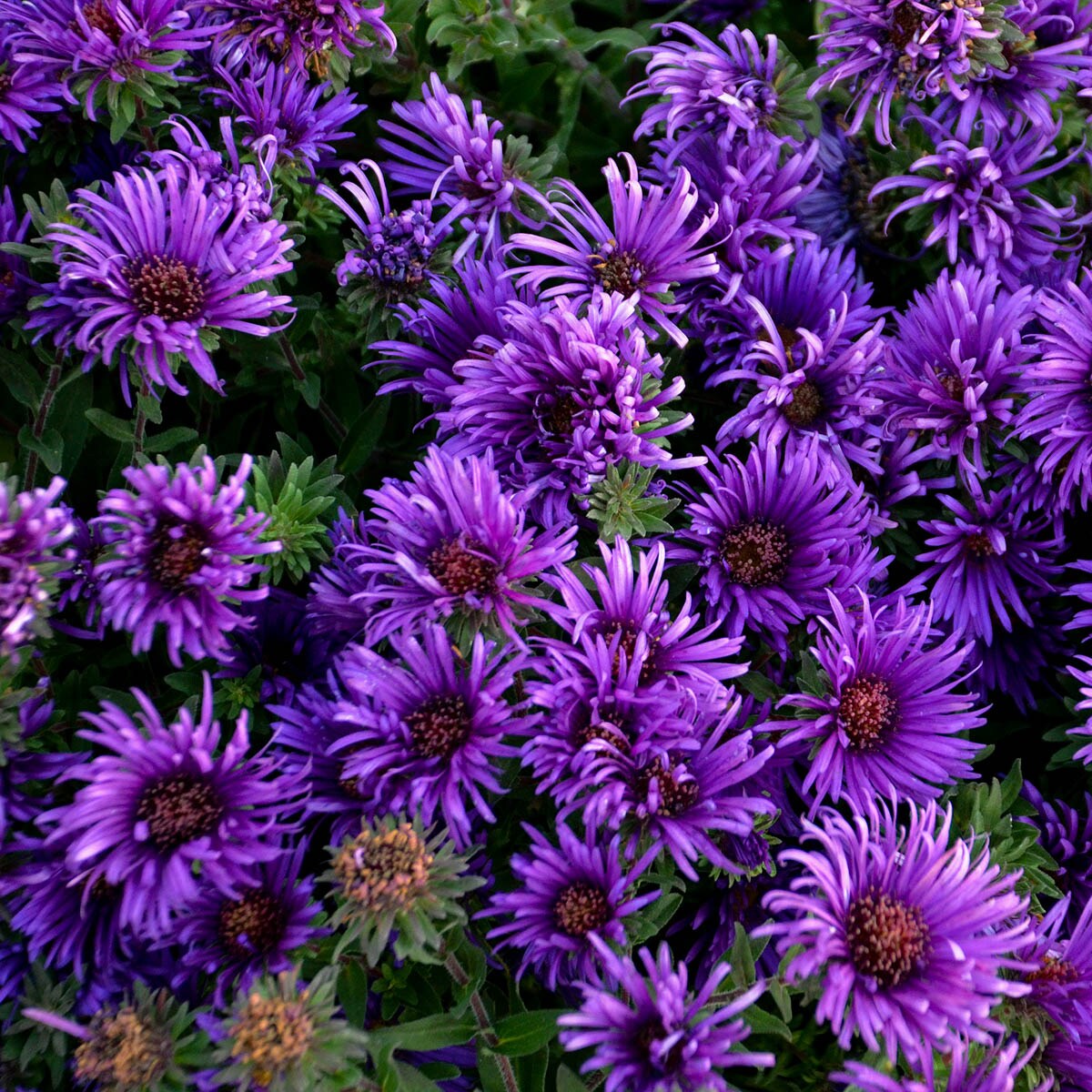 Spring Hill Nurseries 91922 Blue Flowering Wow Aster Plant Plant in 1 -Pack Bareroot 1 -Pack