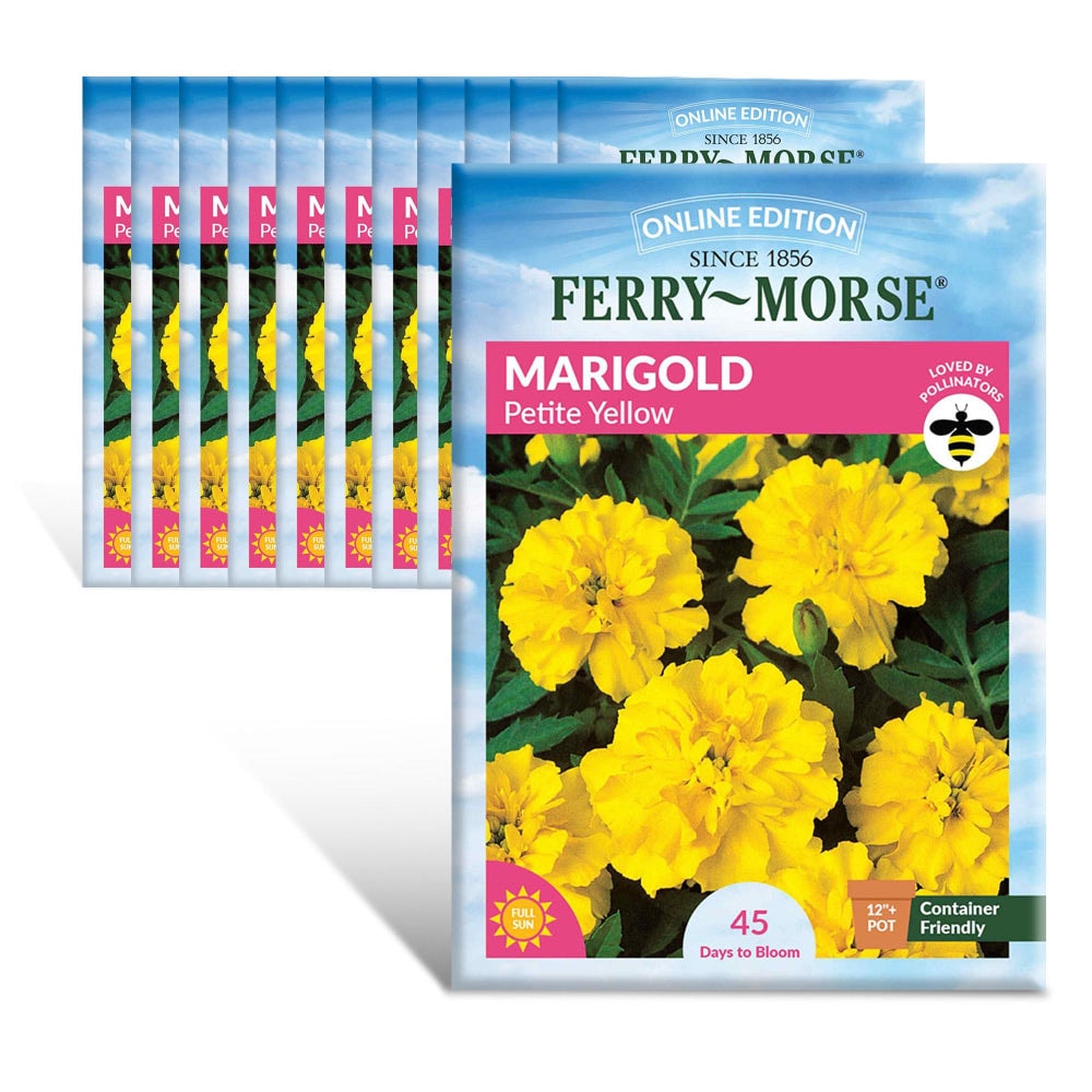 Ferry-Morse - Online Edition Marigold Petite Yellow Seed Multipack 12 Pack