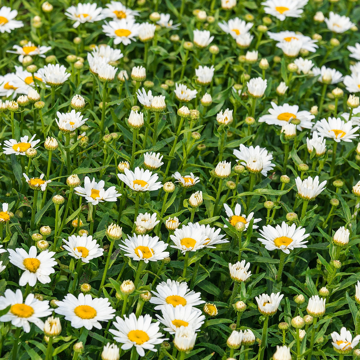 snowcap daisy