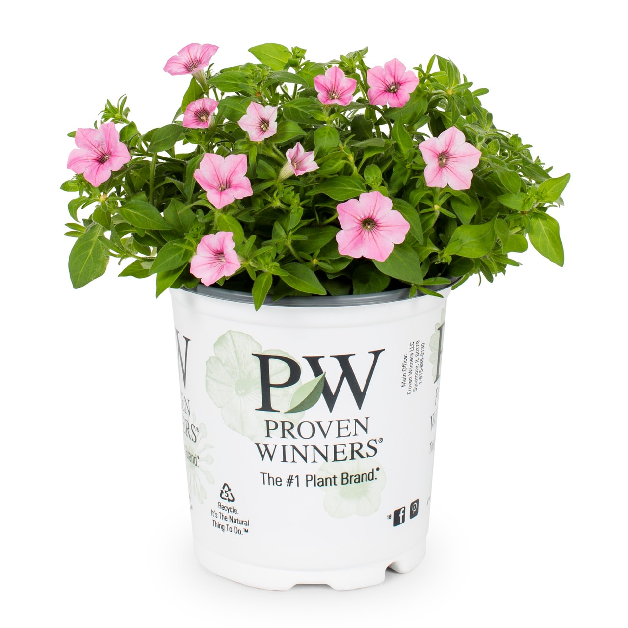 Proven Winners Pink Petunia in 2.5-Quart Pot 2-Pack in the Annuals ...