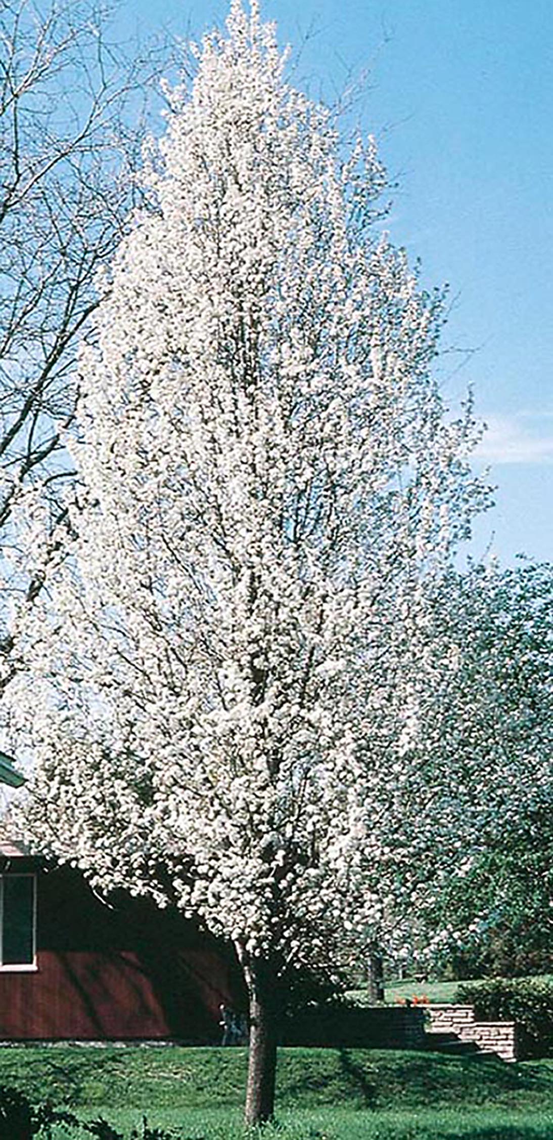 3 25 Gallon White Cleveland Select Flowering Pear Flowering Tree In Pot L5397 In The Trees Department At Lowes Com