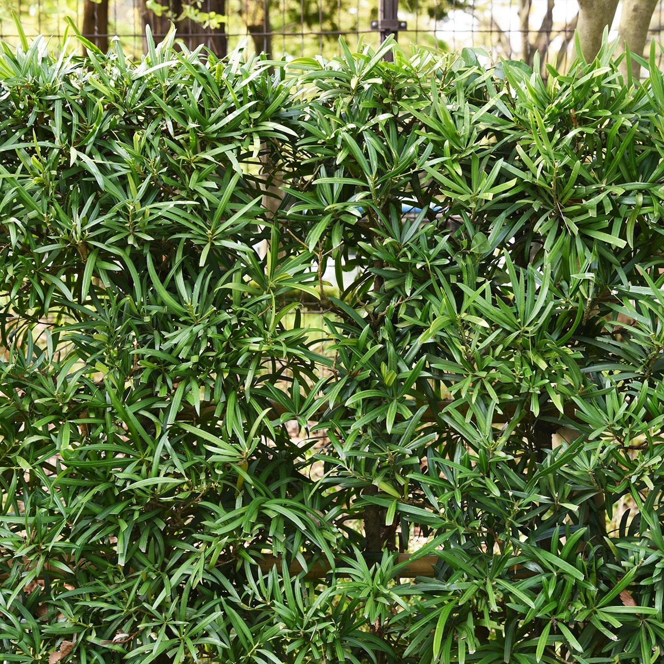 Perfect Plants Pringles Dwarf Podocarpus Foundation/Hedge Shrub in 1 ...