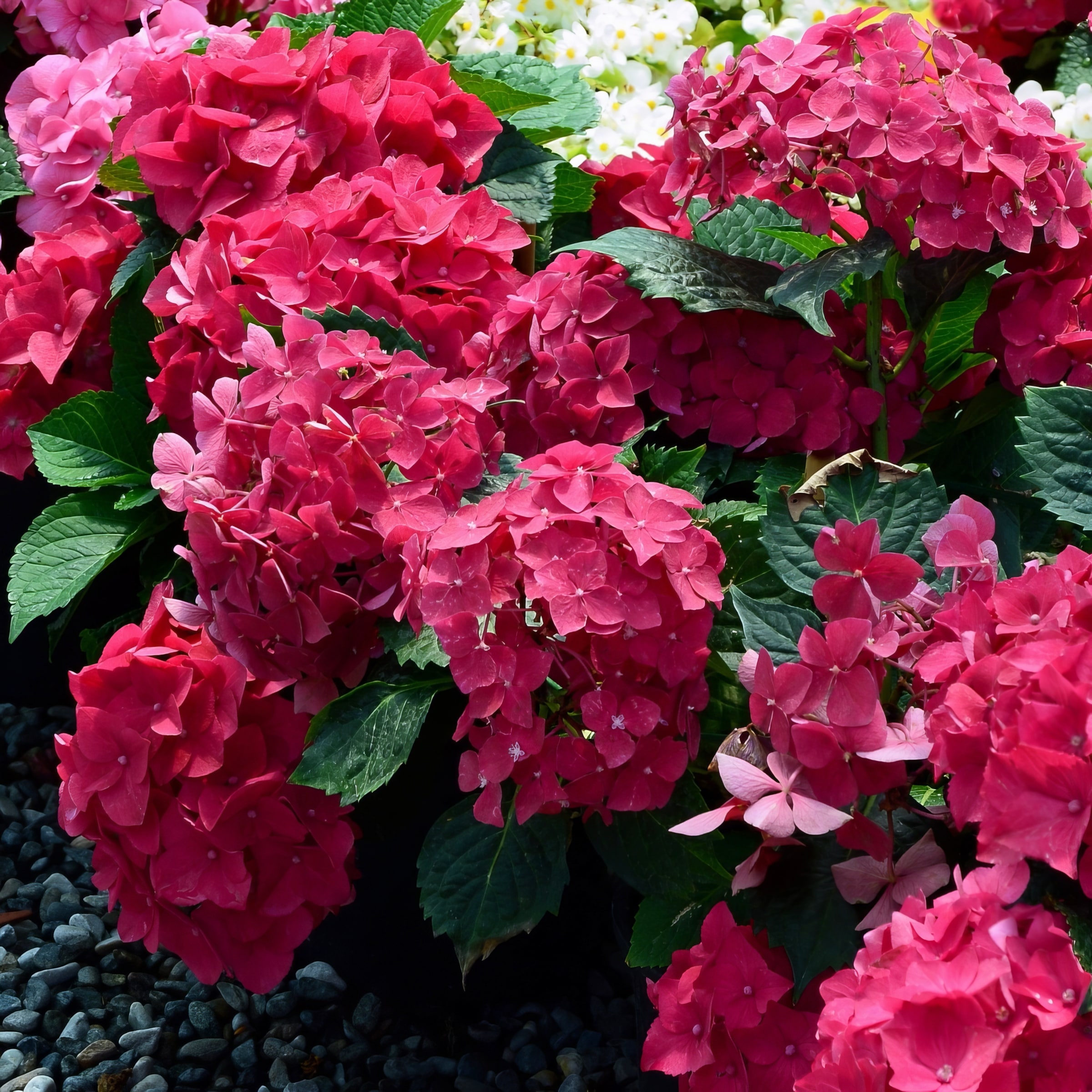 National Plant Network Pink Hydrangea Flowering Shrub in 48-oz Pot 3 ...