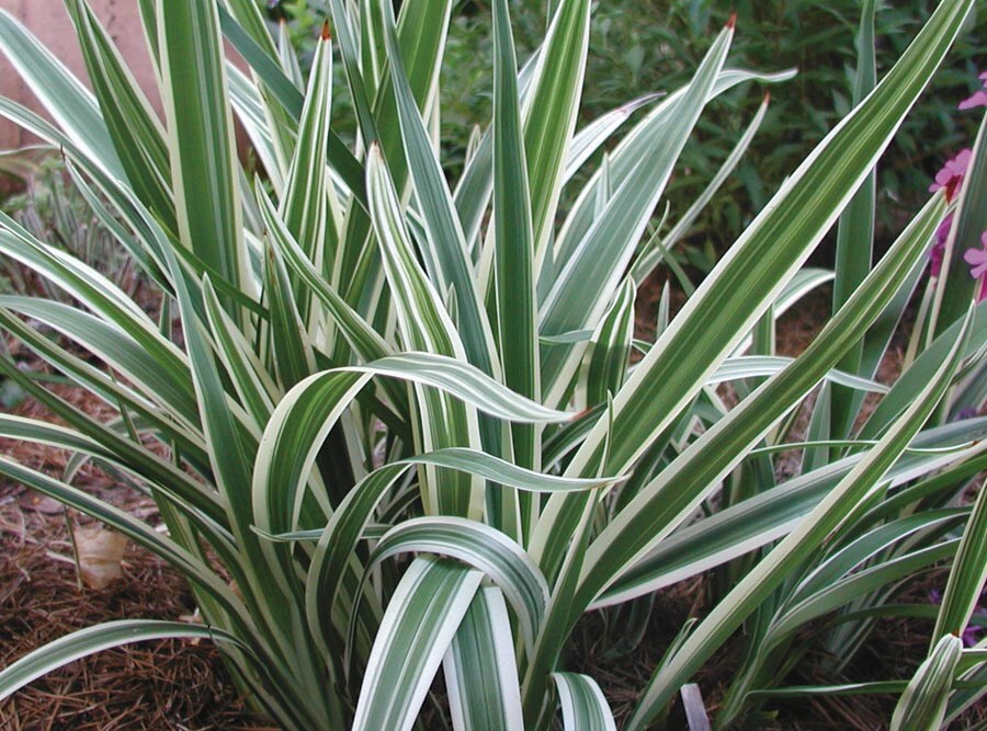  NURSERY Variegated Flax Lily