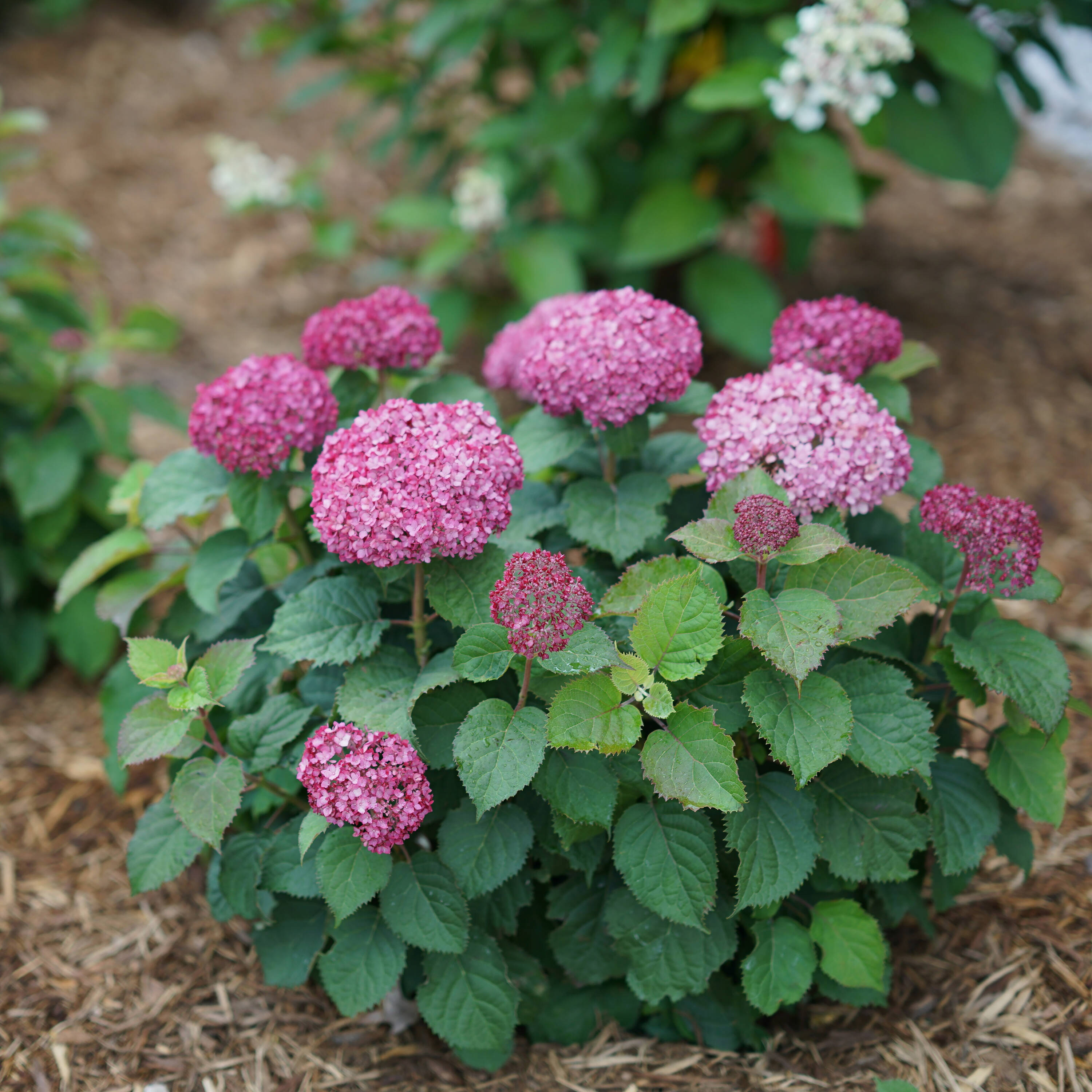 Proven Winners Invincibelle Mini Mauvette Smooth Hydrangea Flowering Shrub in 1 -Quart Pot 1.0 -Pack with Purple Blooms