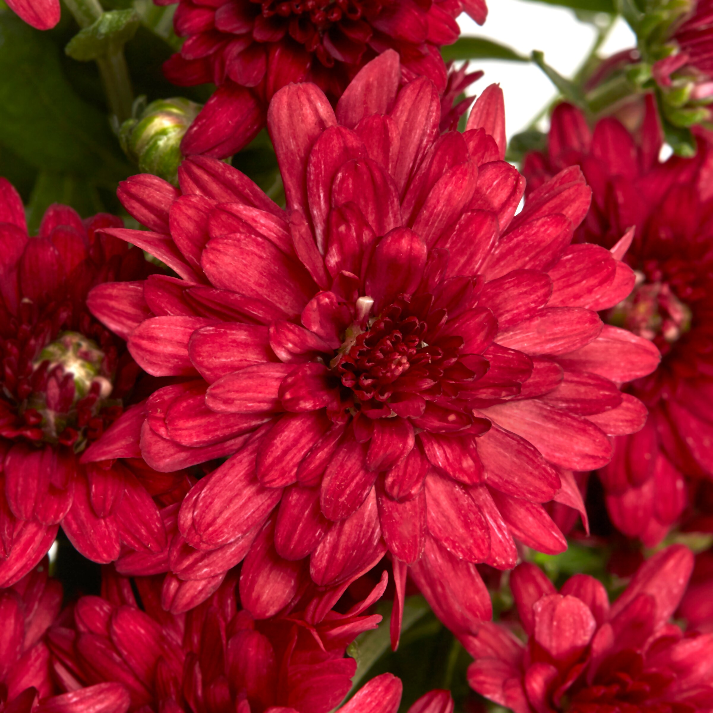 Lowe's NURSERY annuals - View #3