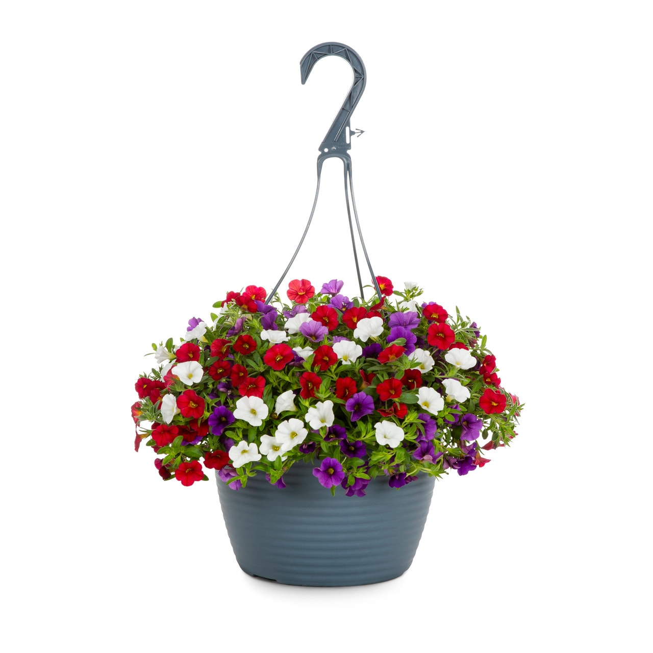 Metrolina Greenhouses Multicolor Calibrachoa in 1.5-Gallon Hanging ...