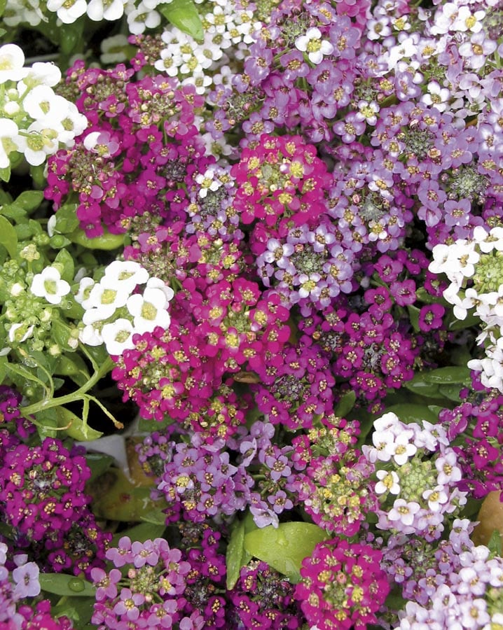 Lowe's NURSERY Multicolor Alyssum in Quart(s)