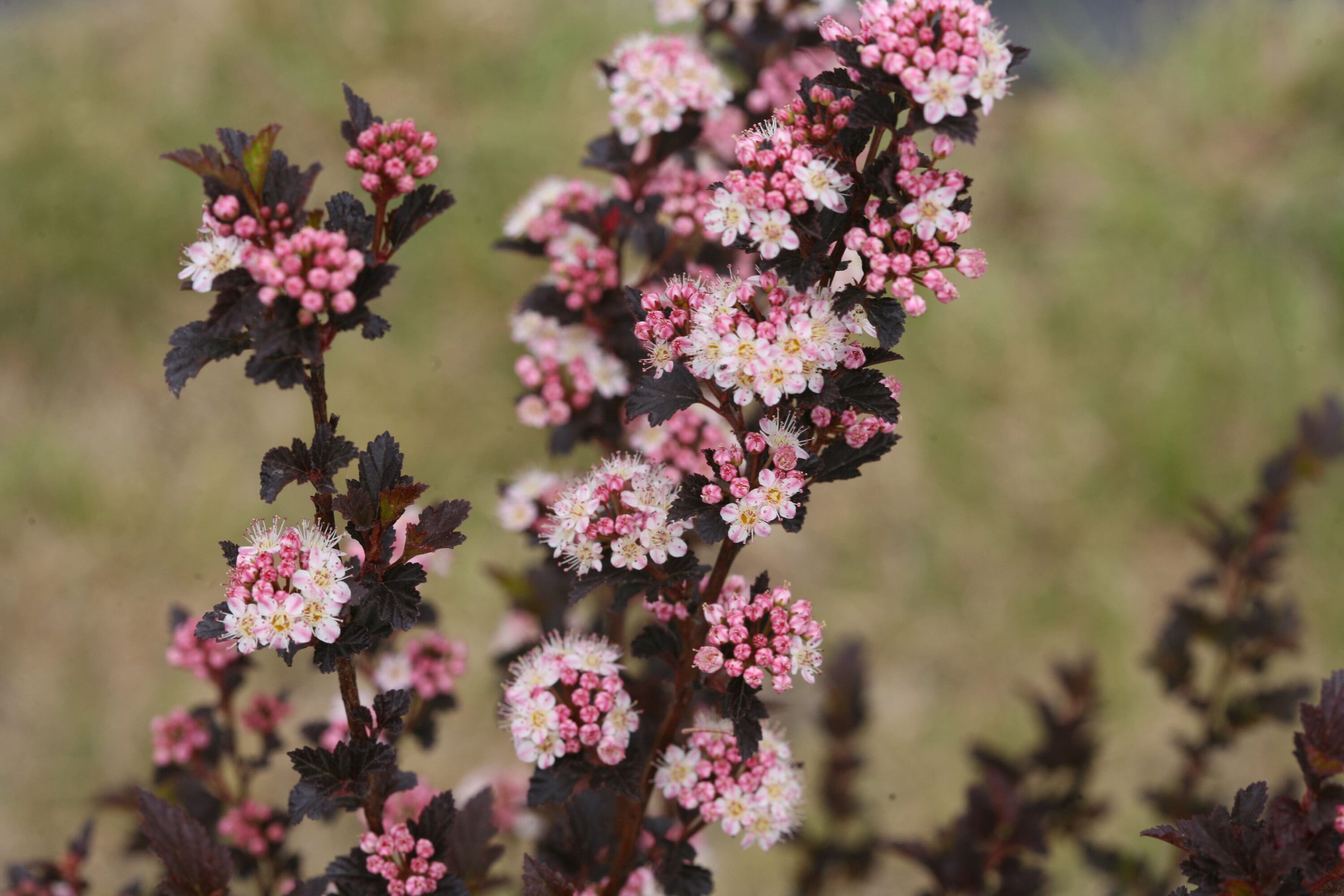 Proven Winners PHYPRC1037800 shrubs - View #3
