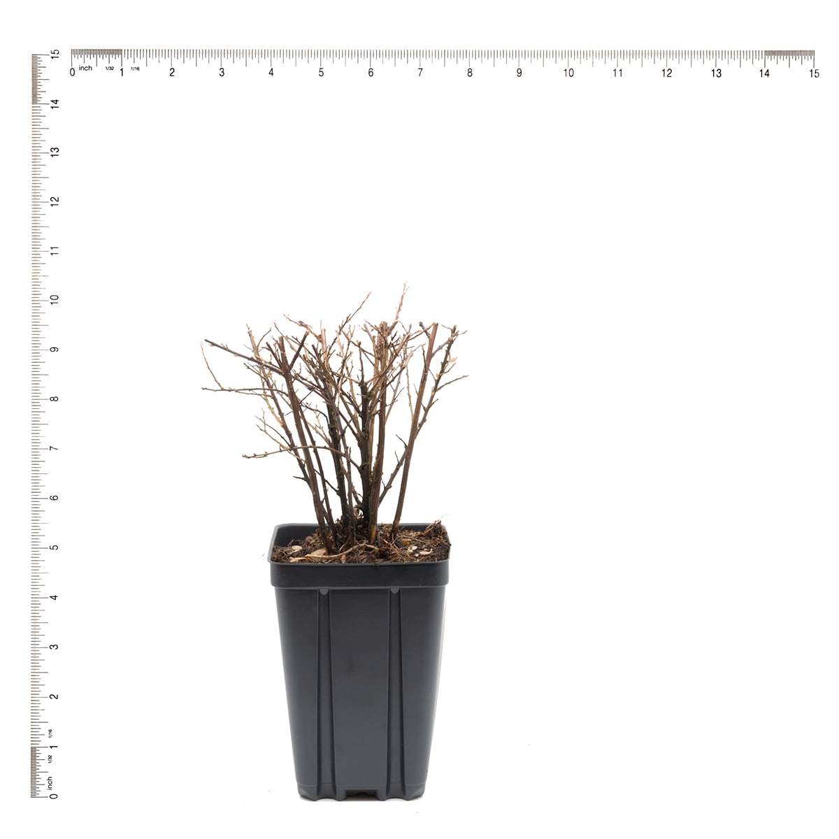 Van Zyverden 82919 Plant-Bulbs - View #4