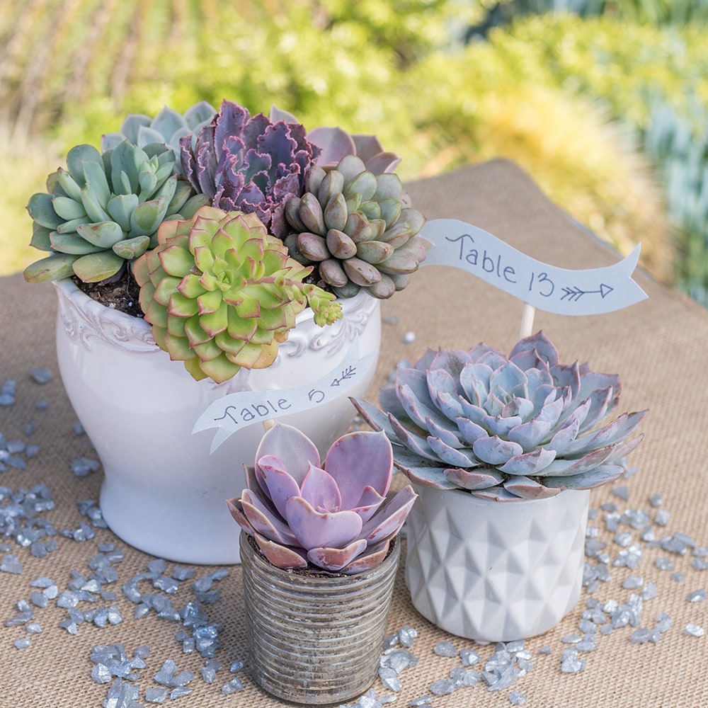 Altman Plants 0880055 Cacti-Succulents - View #2