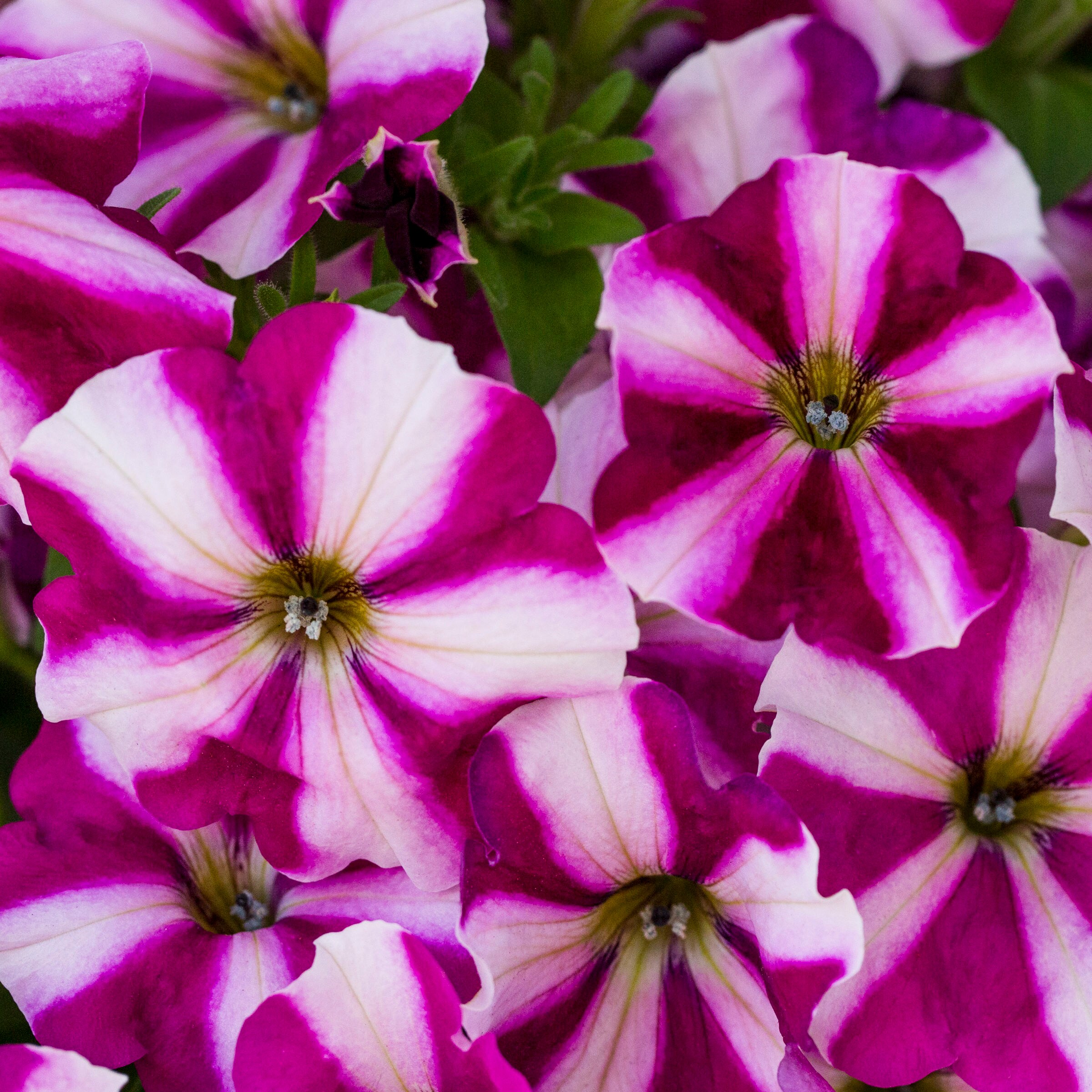 Lowe's NURSERY annuals - View #11