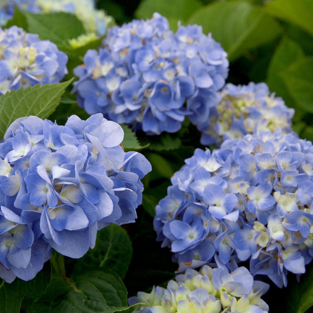 Southern Living Plant Collection 25641-1 shrubs - View #4