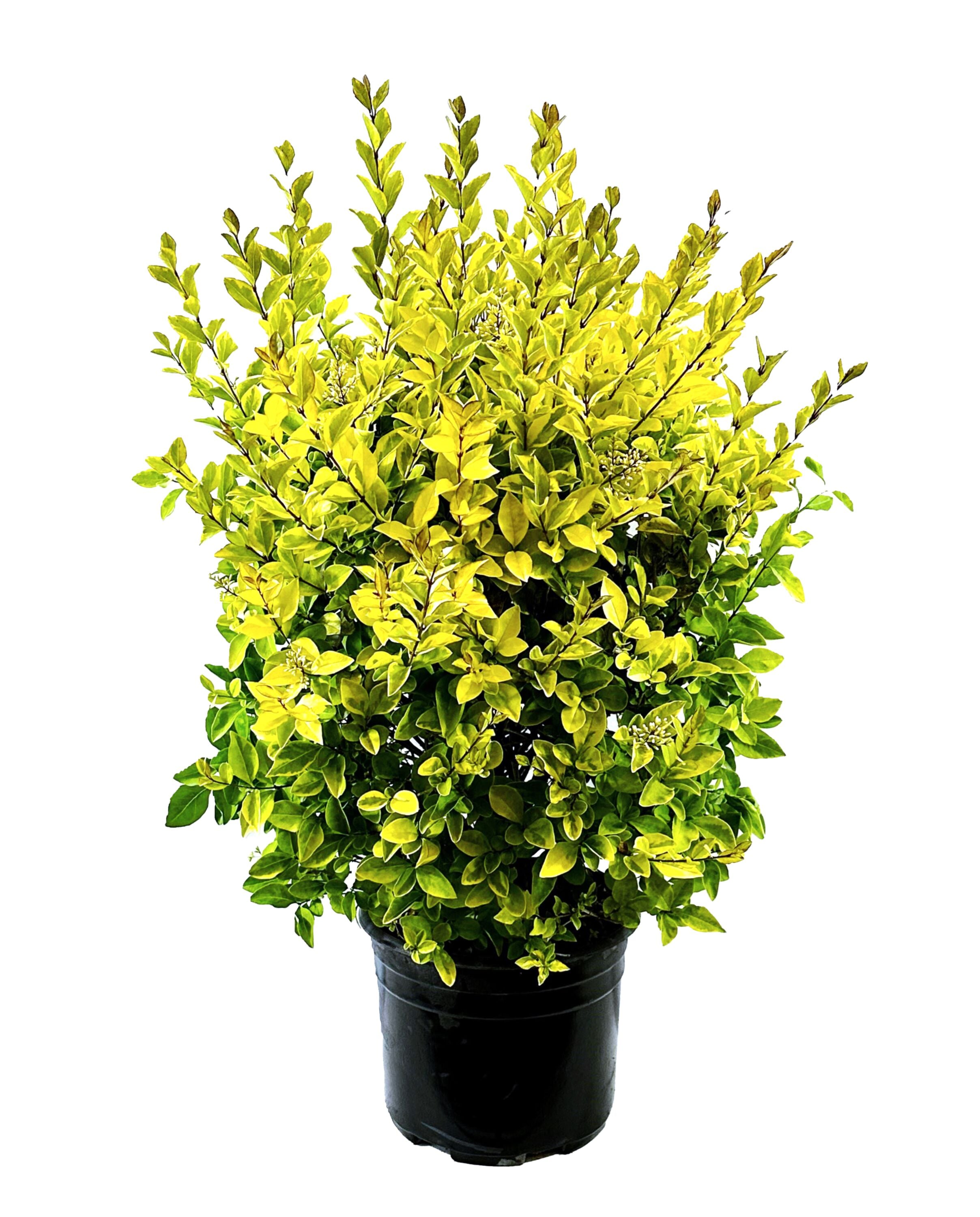  O524003 Yellow Privet Accent Shrub in 2.25 -Gallon Pot 1 -Pack with White Blooms