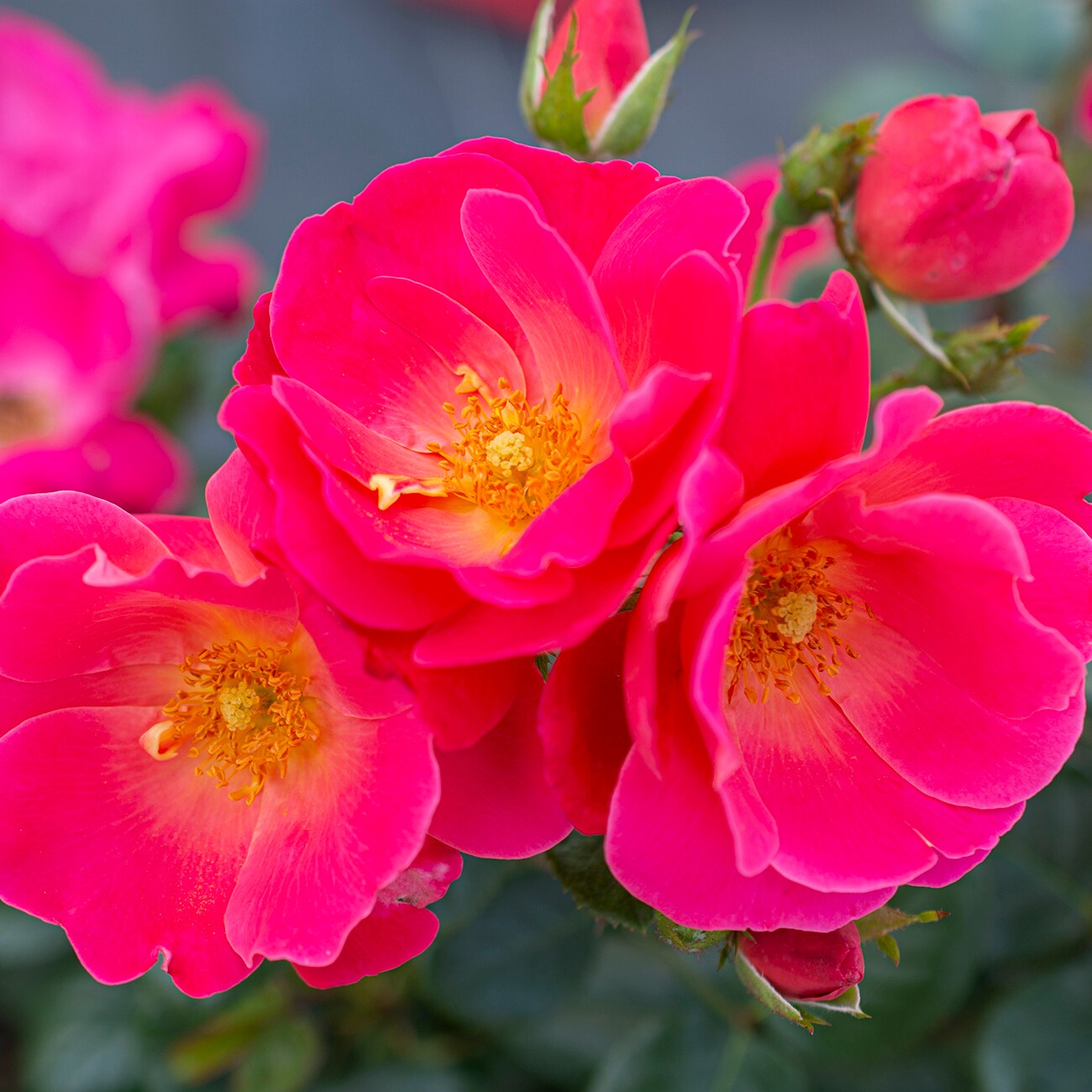 Van Zyverden 84602 roses - View #2